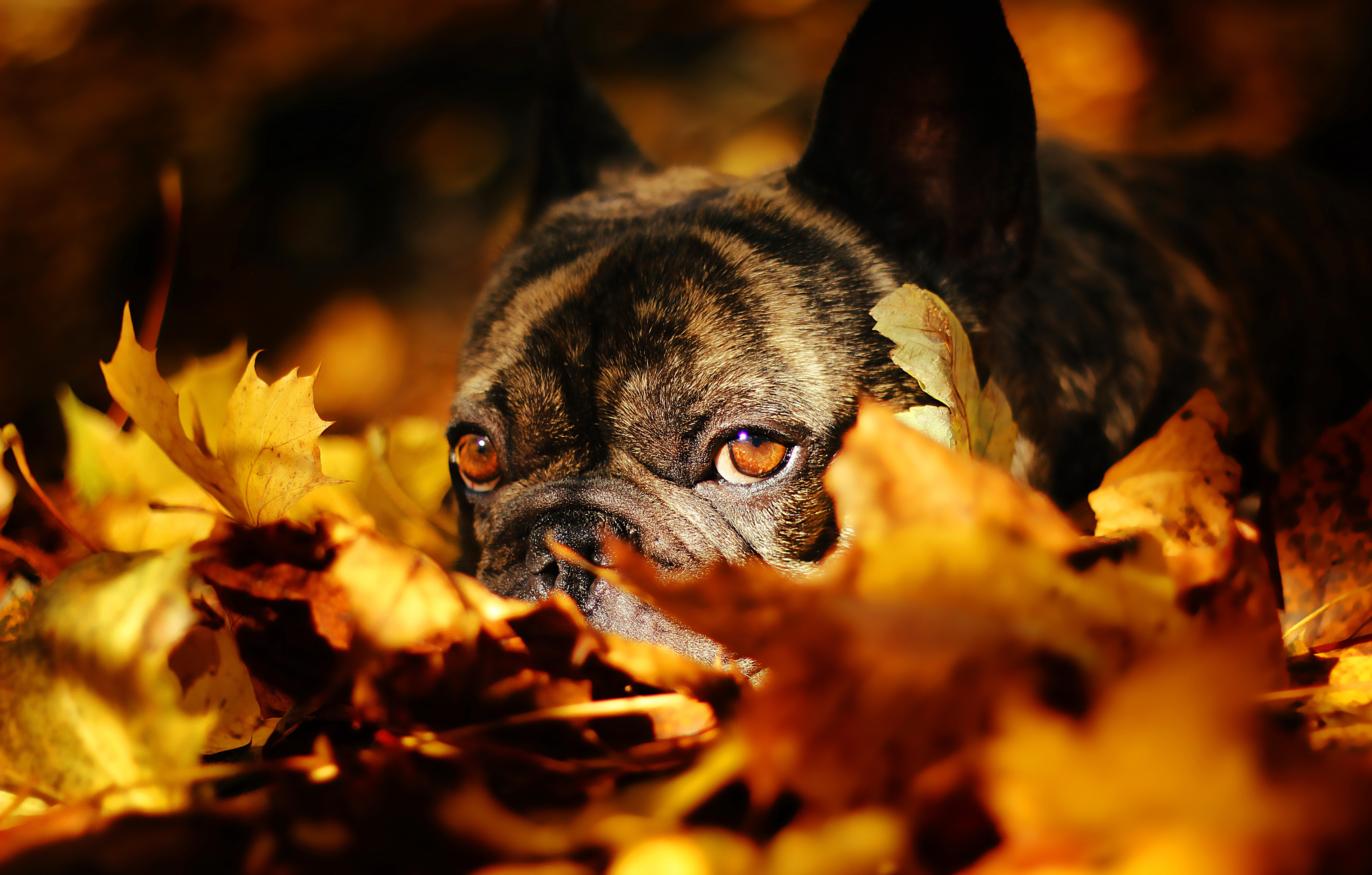 Close Up Dog Fall French Bulldog Leaf Lying Down 5184x3305