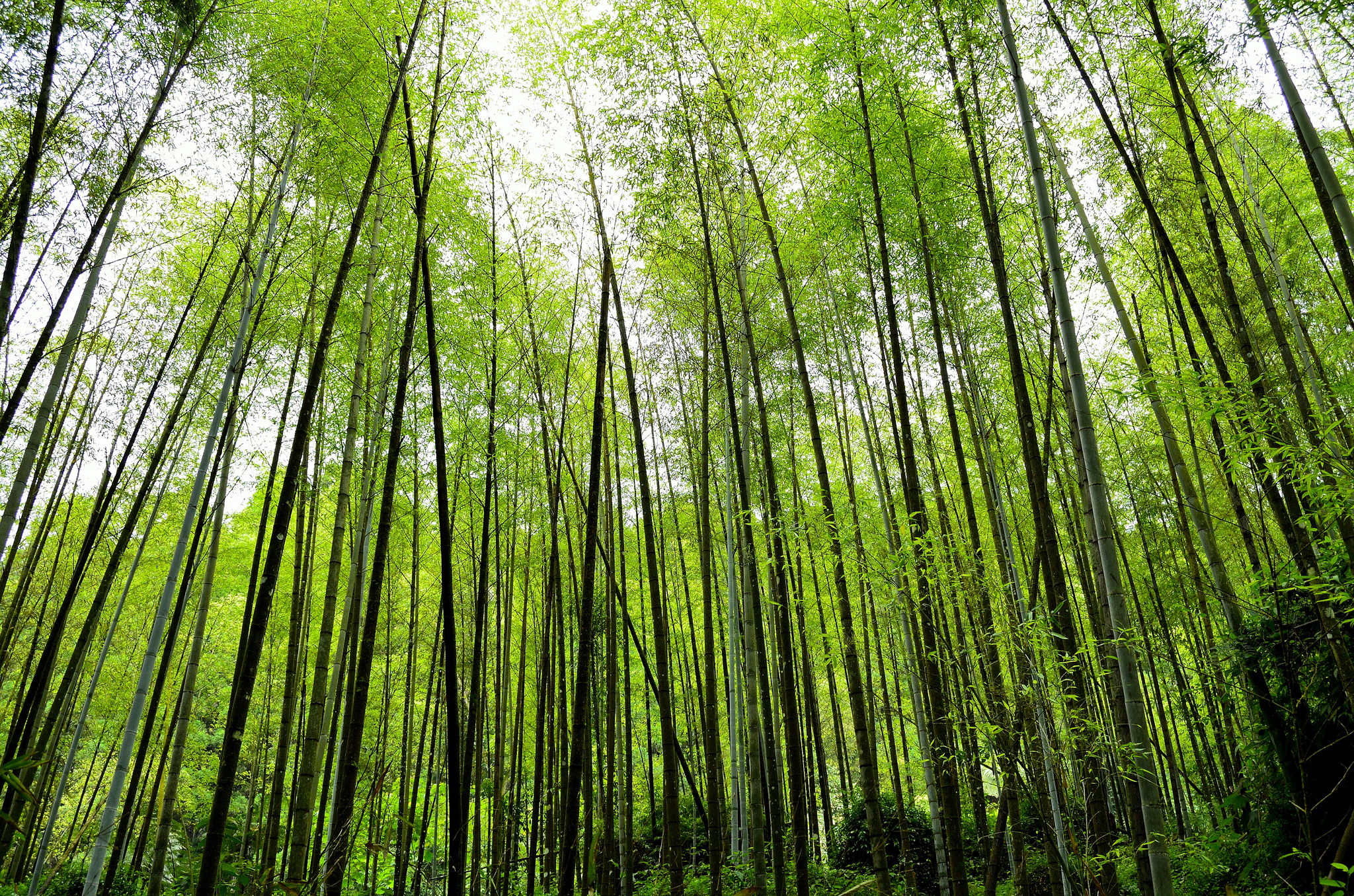 Bamboo Forest Nature Plant 2048x1356