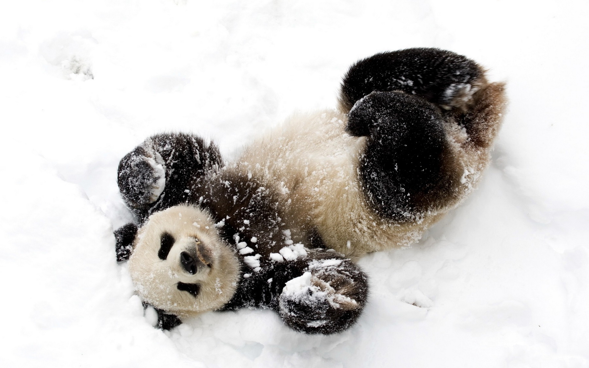 Animal Cute Panda Playing Snow 1920x1200