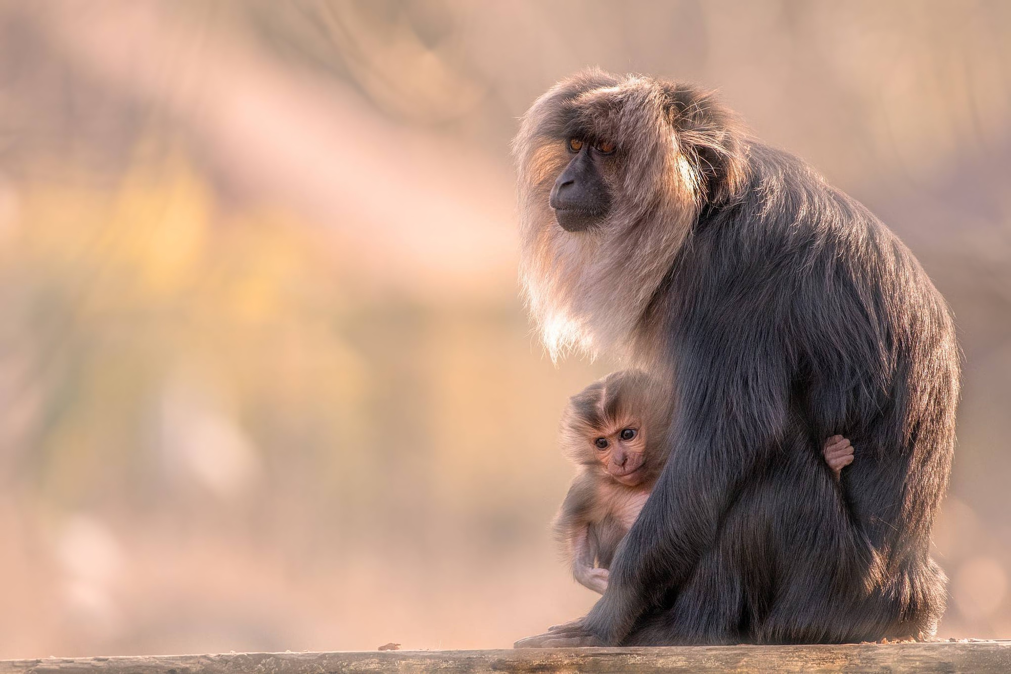 Baby Animal Macaque Monkey Primate Wildlife 2000x1333