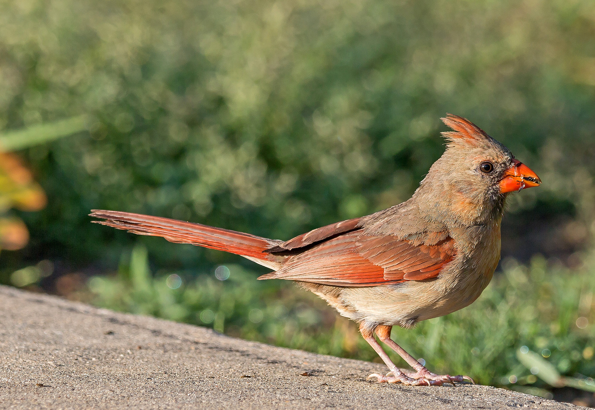 Animal Cardinal 2048x1413