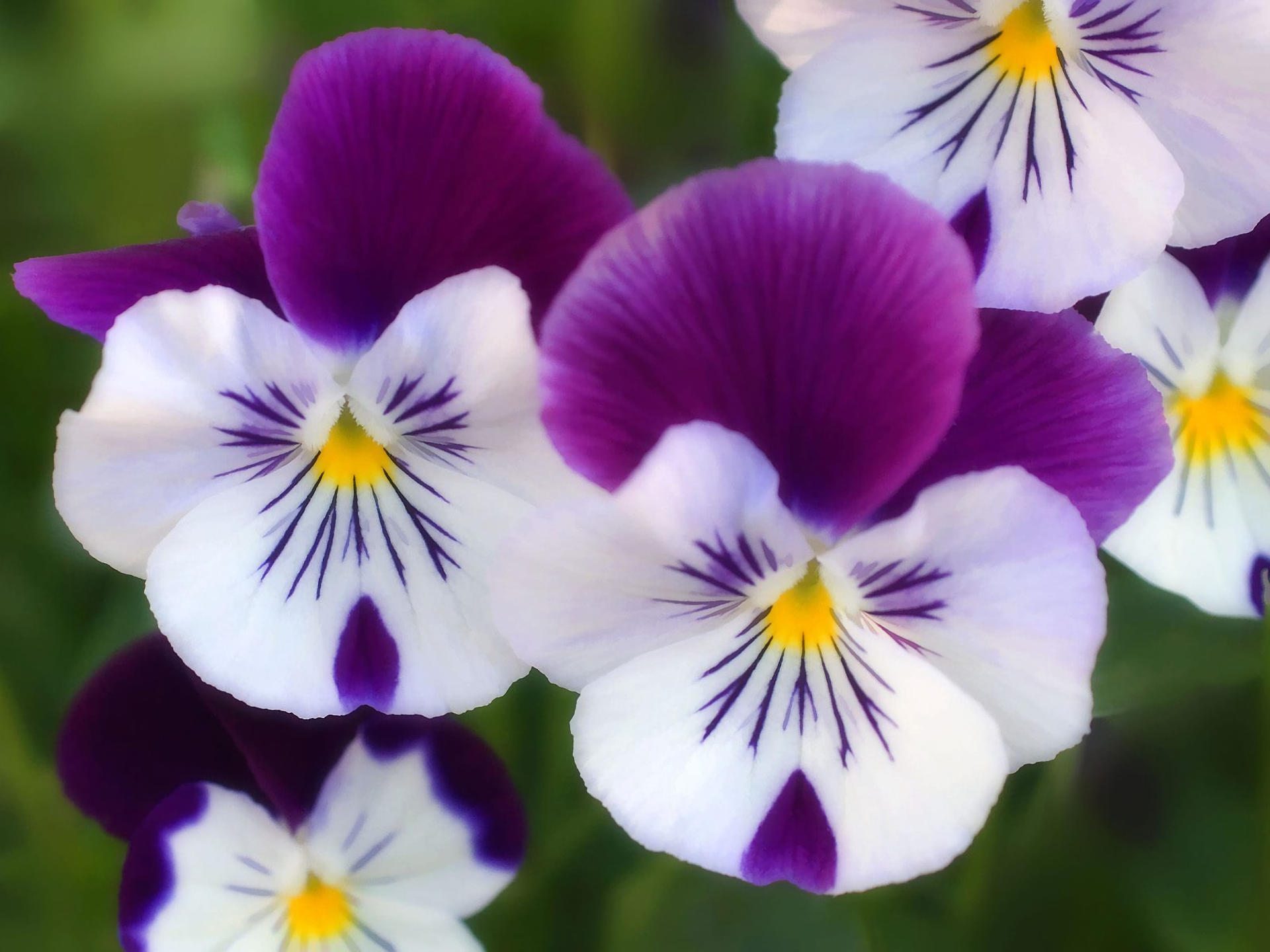 Earth Flower Nature Pansy 1920x1440