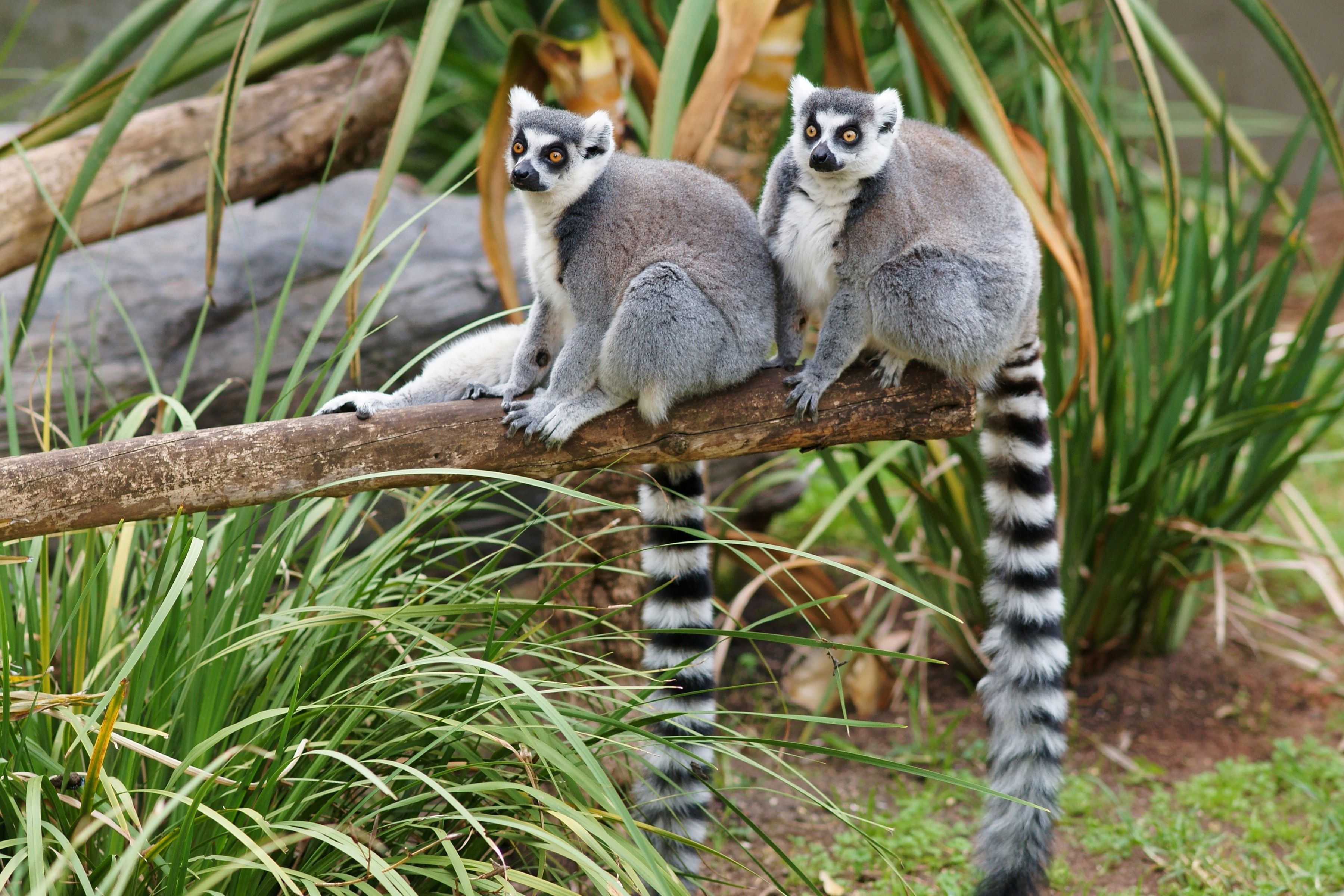 Animal Lemur 3600x2401