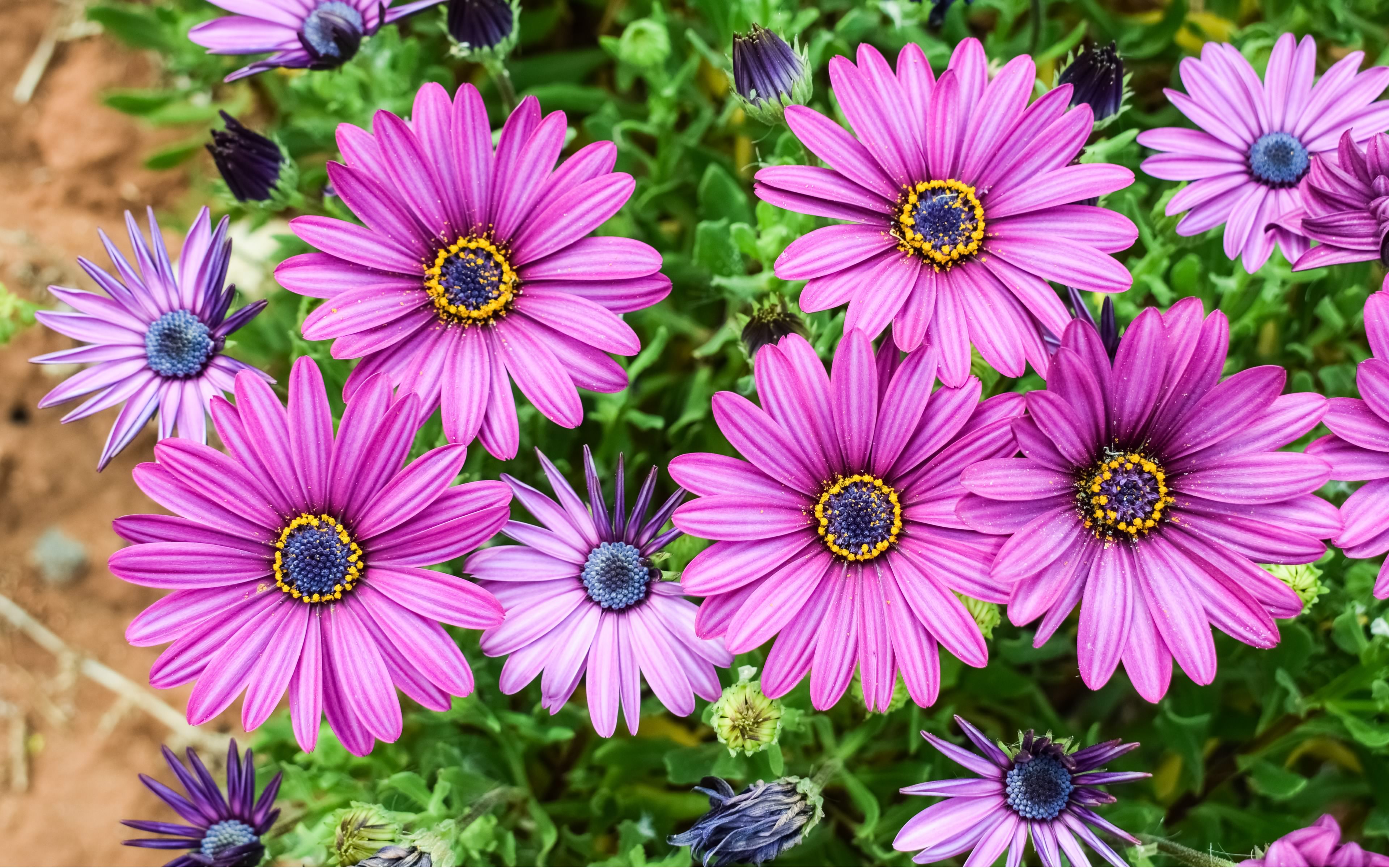Daisy Earth Flower Purple Flower 3840x2400