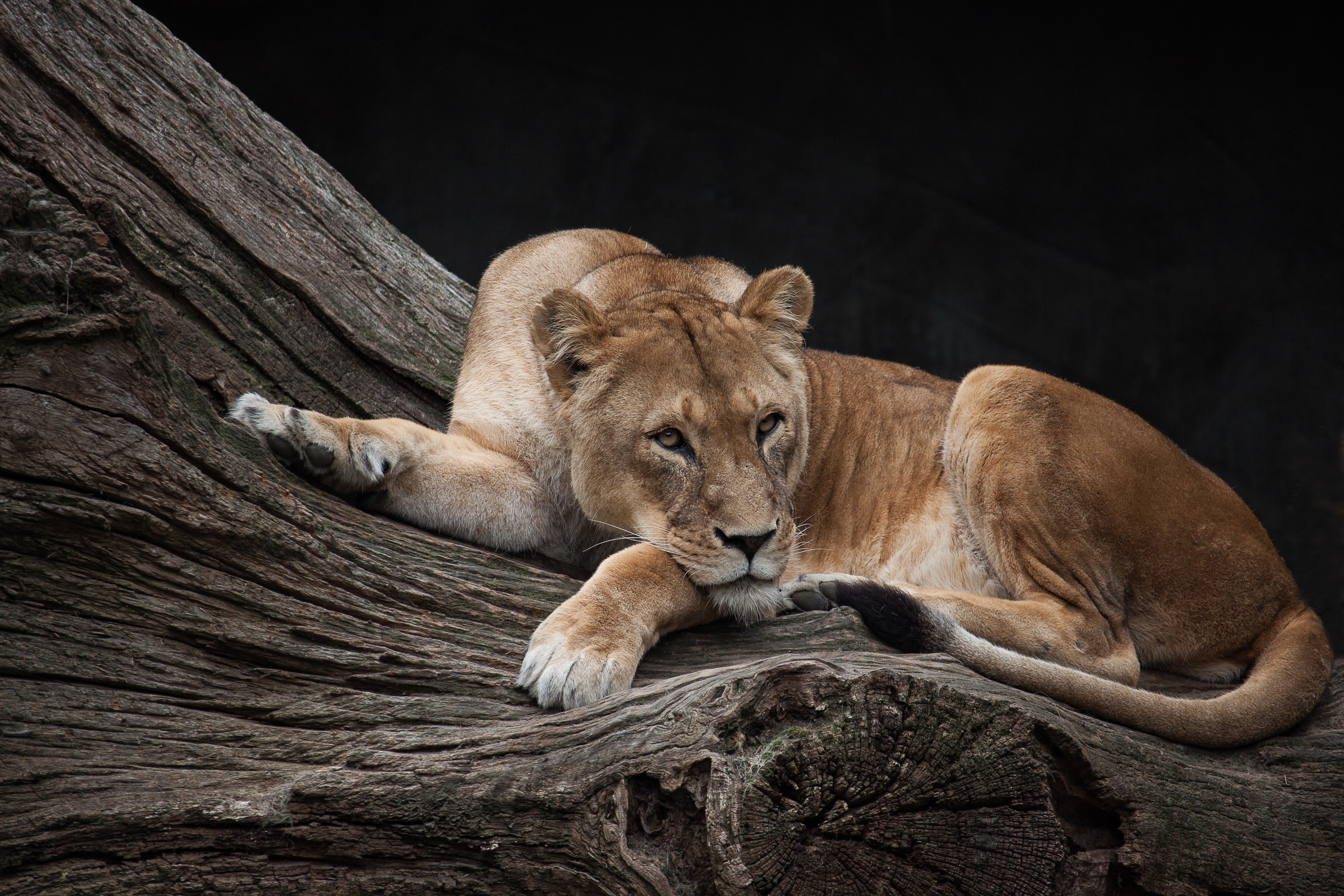 Big Cat Lion Lioness Predator Animal 4752x3168