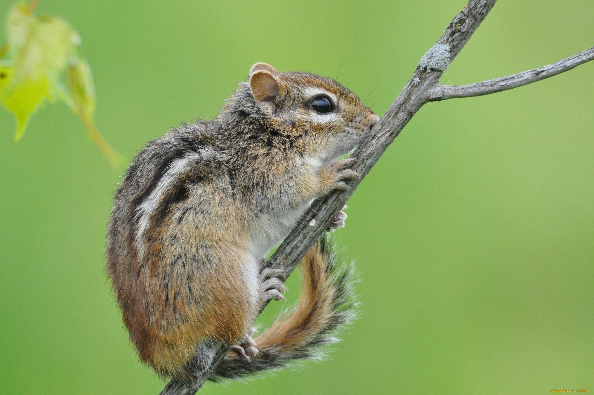 Animal Chipmunk 2048x1364