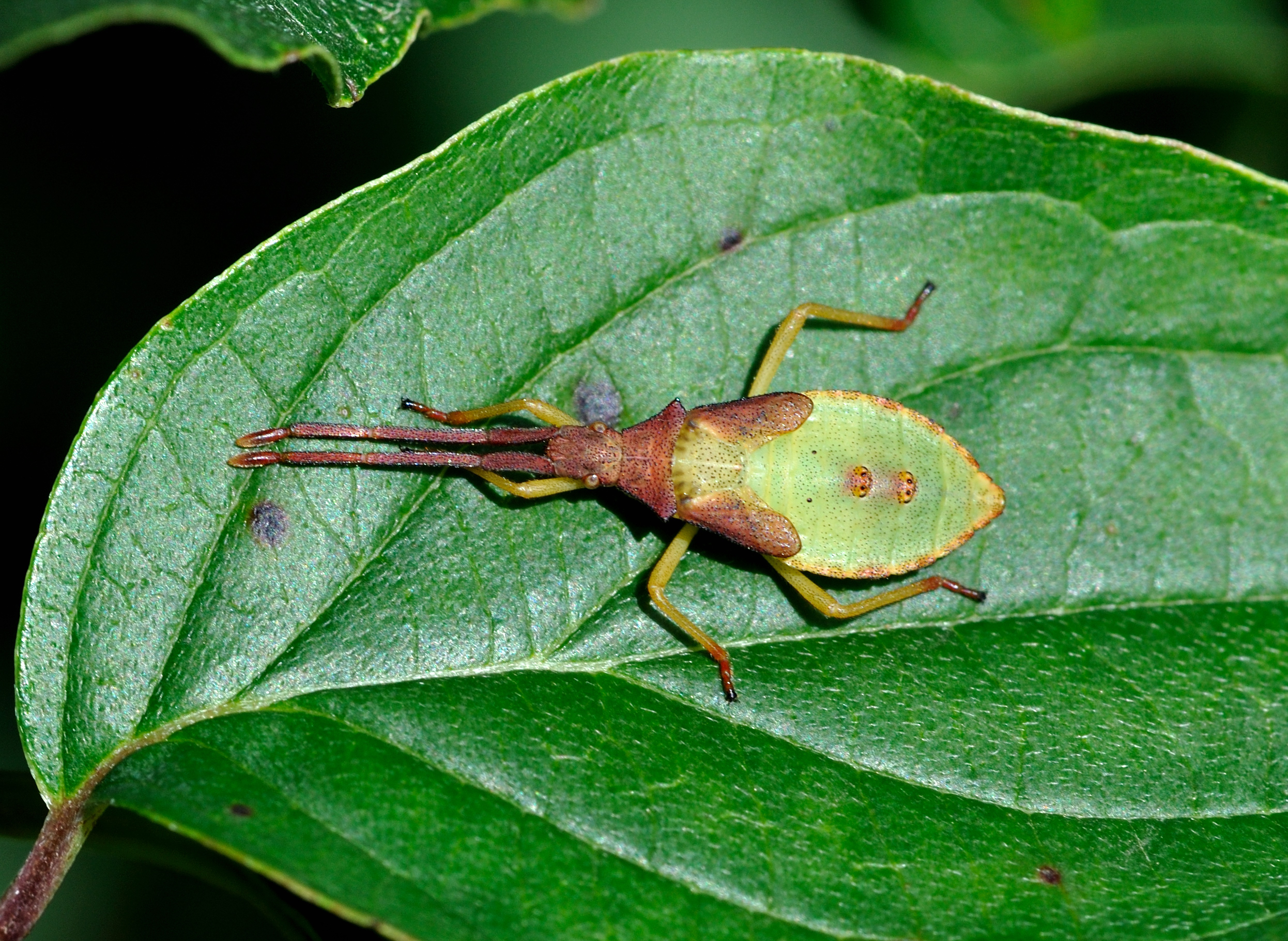 Animal Insect 2492x1820