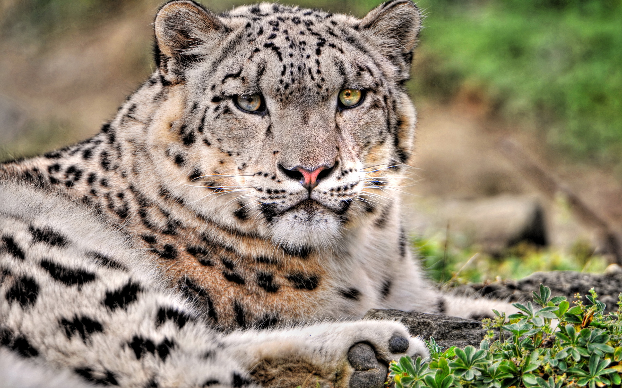 Close Up Snow Leopard 2560x1600