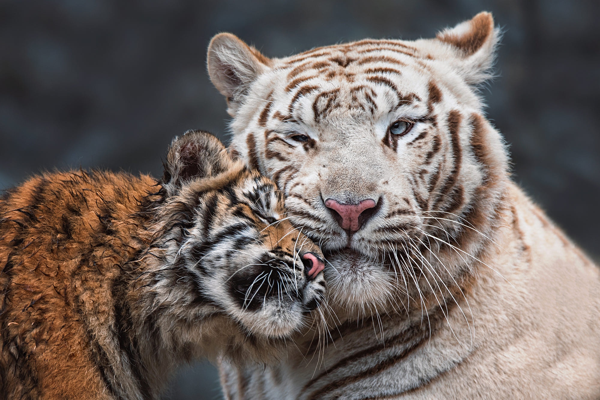 Baby Animal Big Cat Cub Tiger White Tiger Wildlife Predator Animal 2000x1335