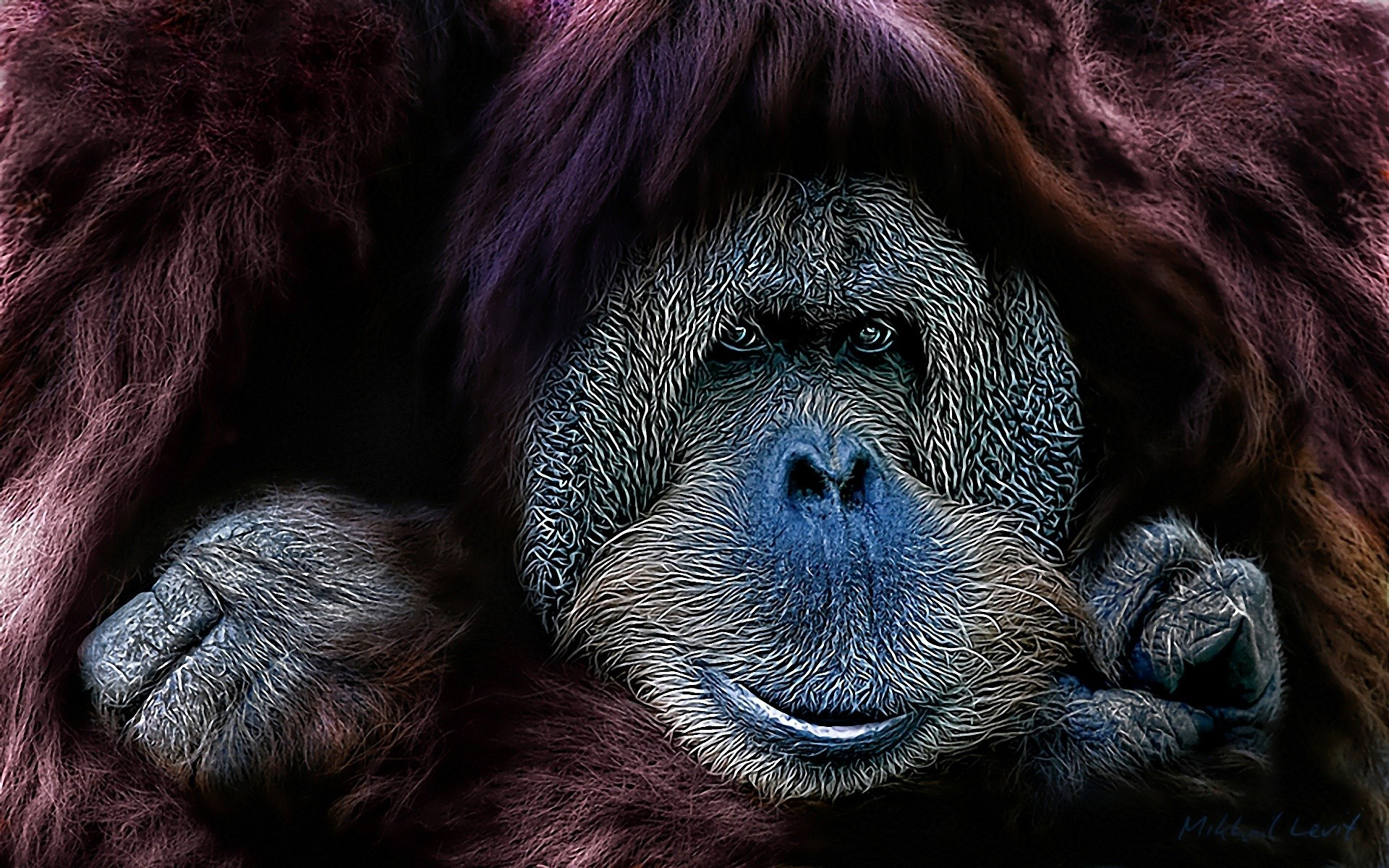 Animal Orangutan 1920x1200