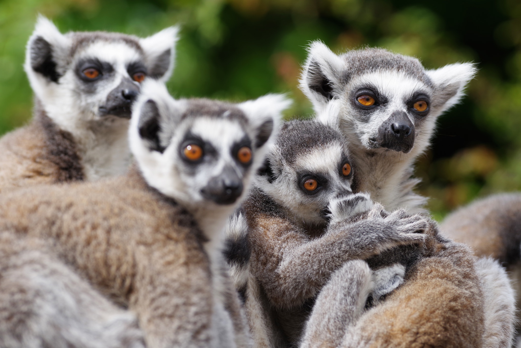 Lemur Wildlife 2048x1367