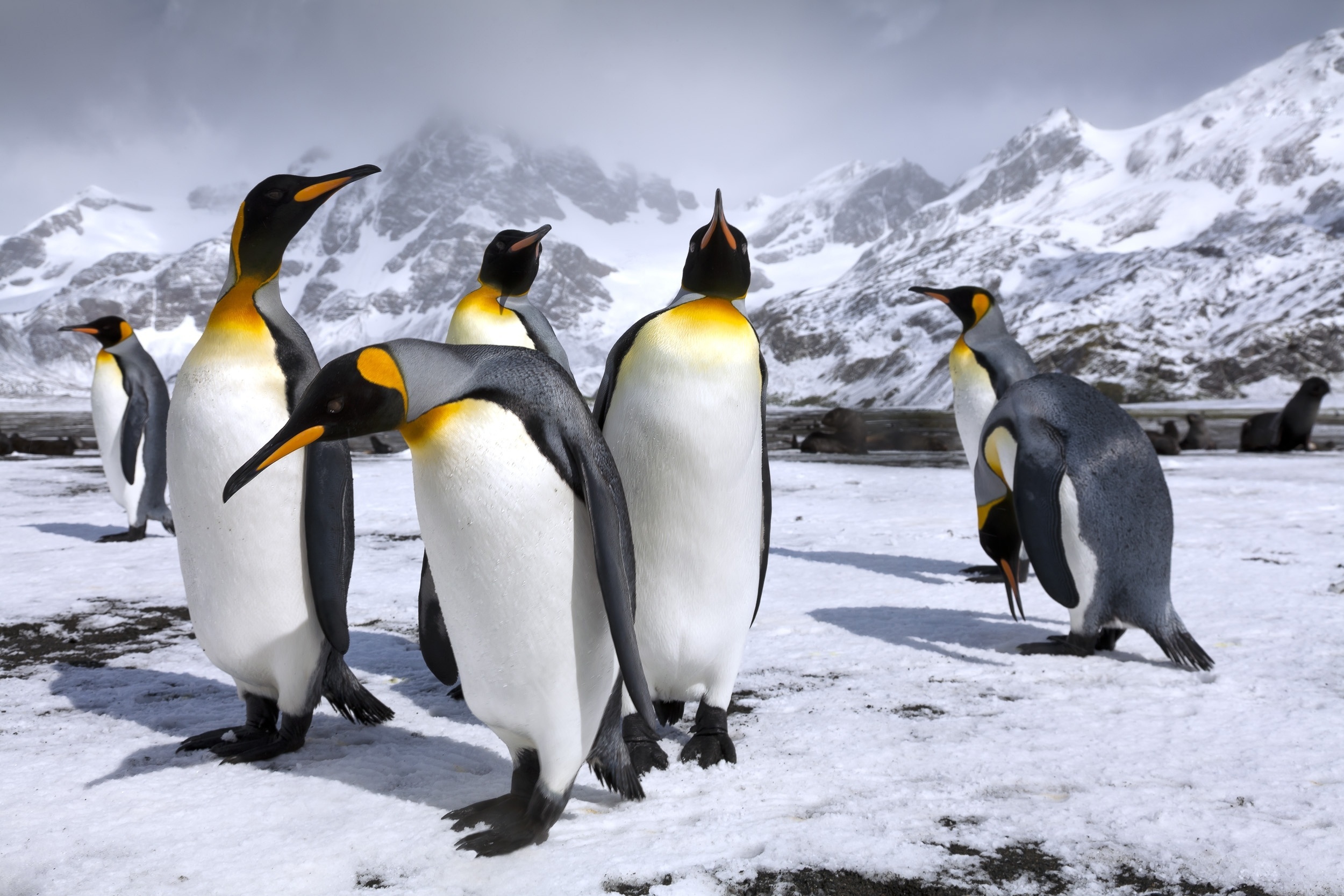 King Penguin Mountain Penguin Snow Wildlife 2500x1667