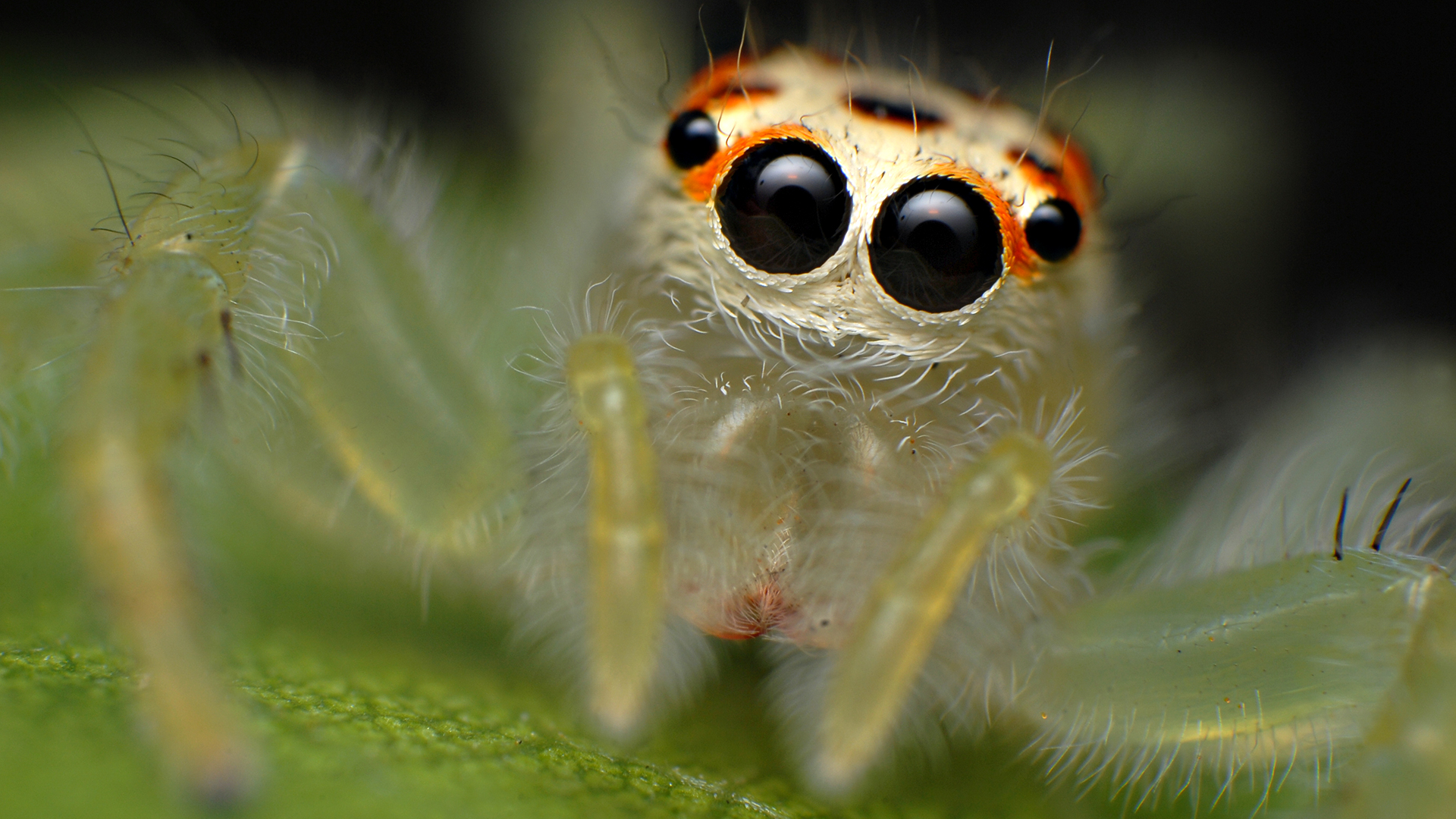 Jumping Spider 1920x1080