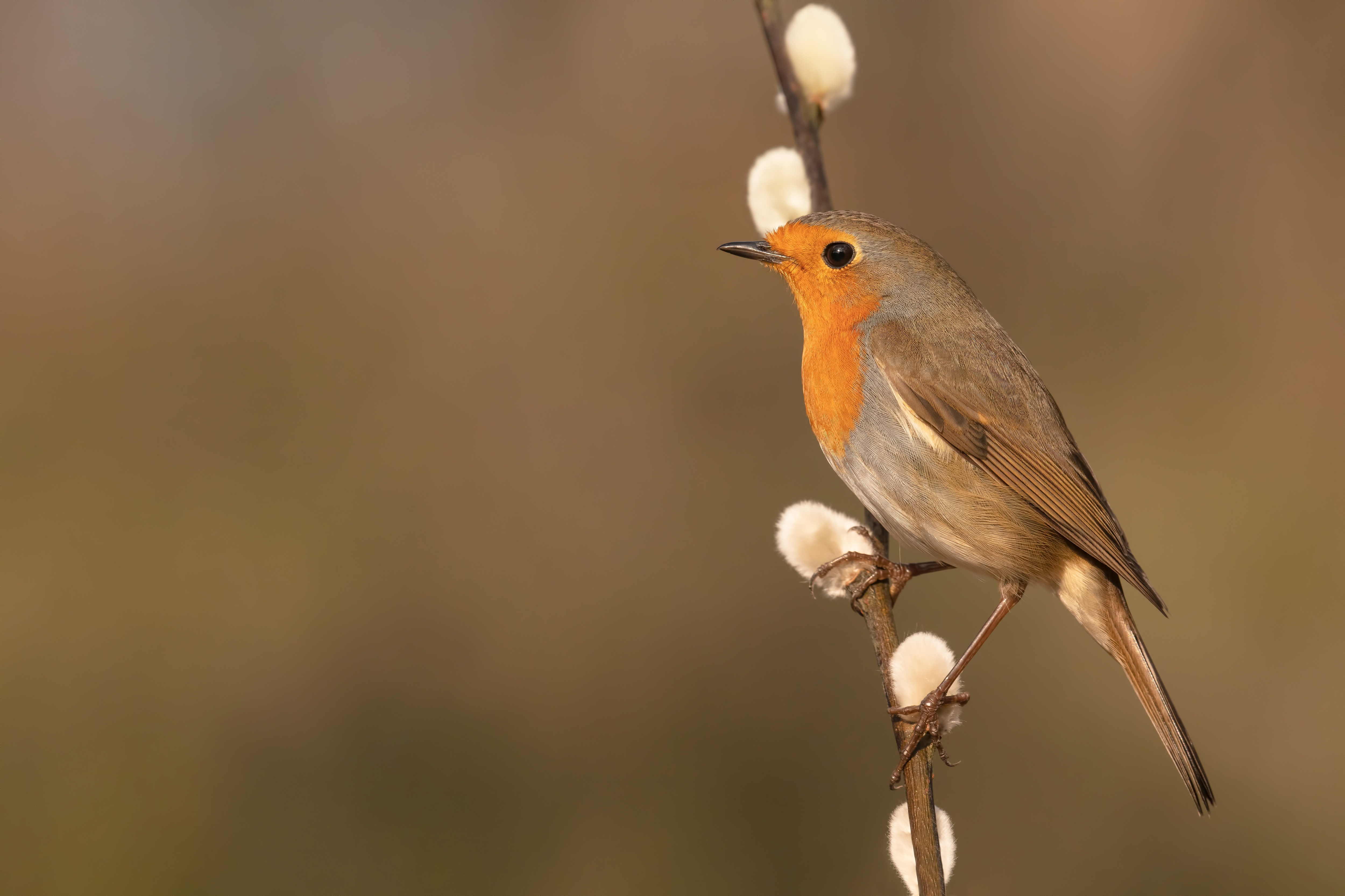 Bird Robin Wildlife 5000x3332