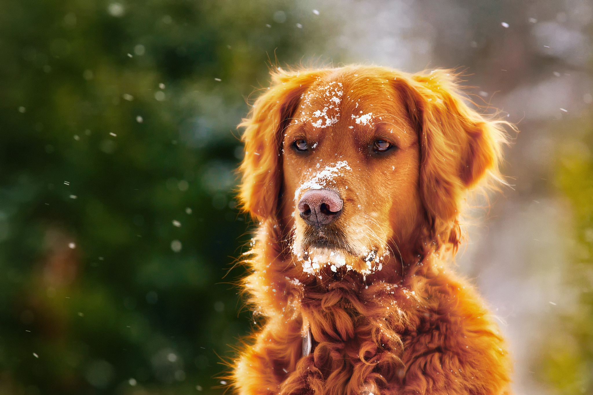 Depth Of Field Dog Golden Retriever Muzzle Pet Snowfall 2048x1365