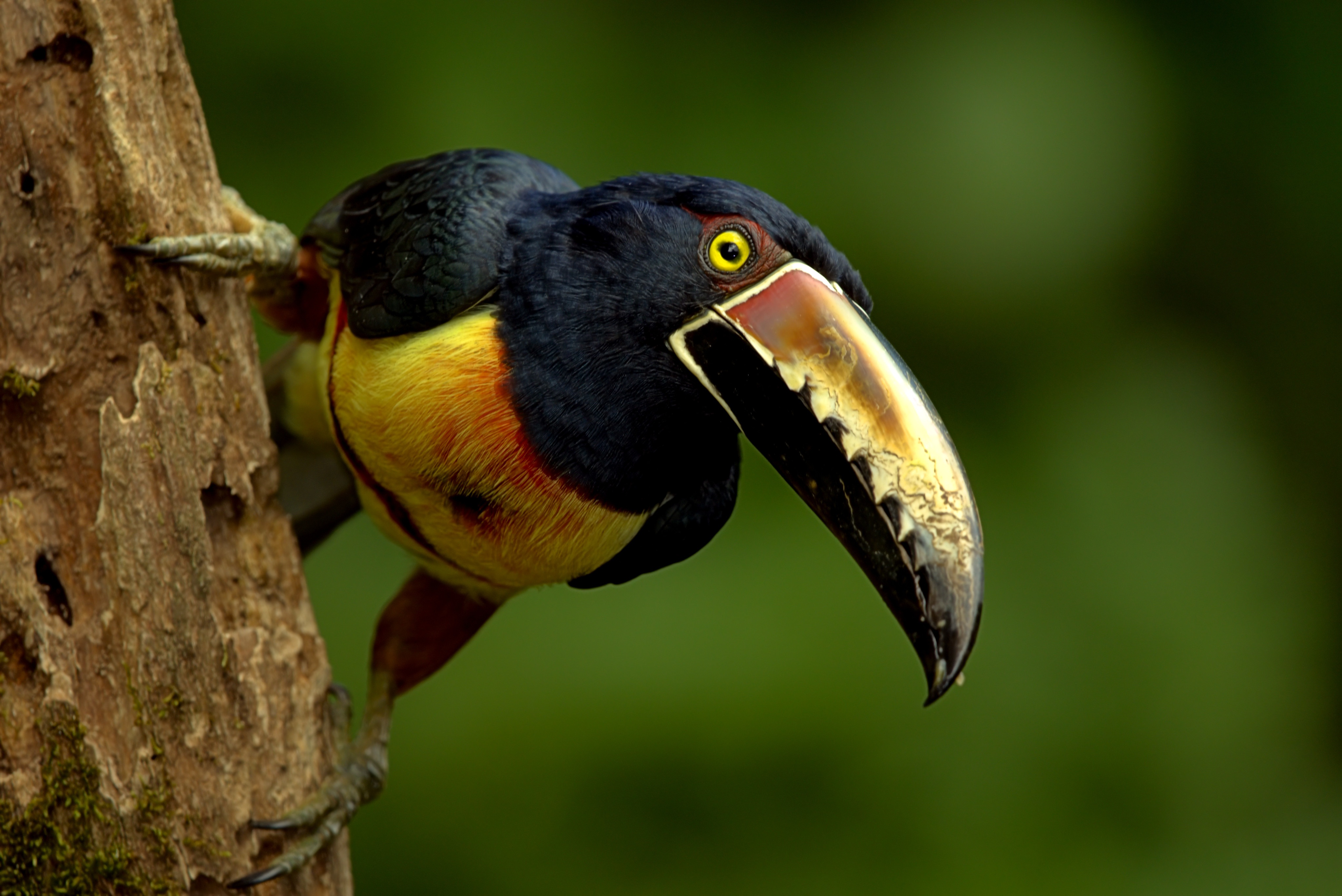 Beak Bird Toucan Wildlife 4096x2734