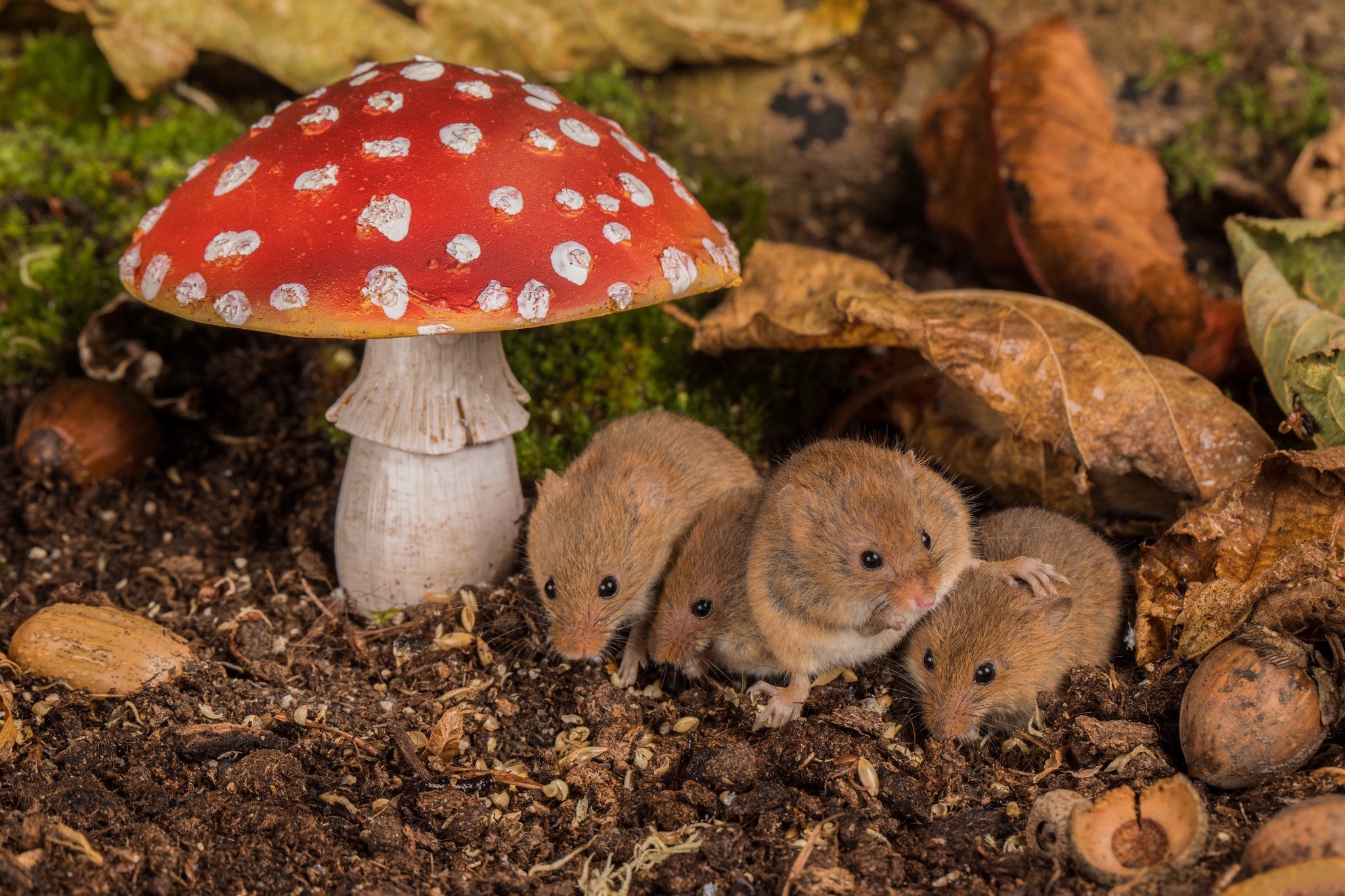 Mouse Mushroom Wildlife 2048x1365