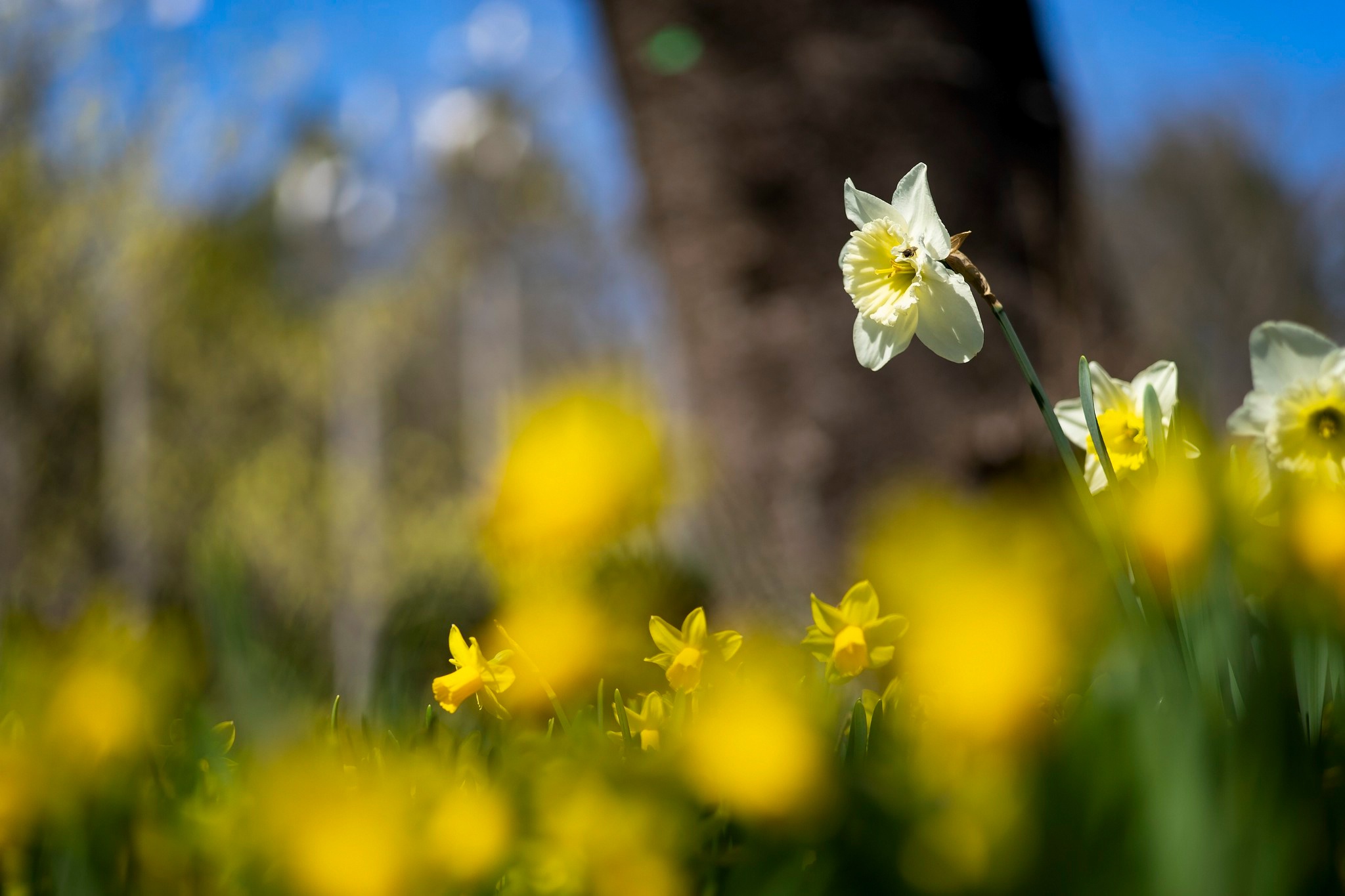 Blur Daffodil Flower White Flower Yellow Flower 2048x1365
