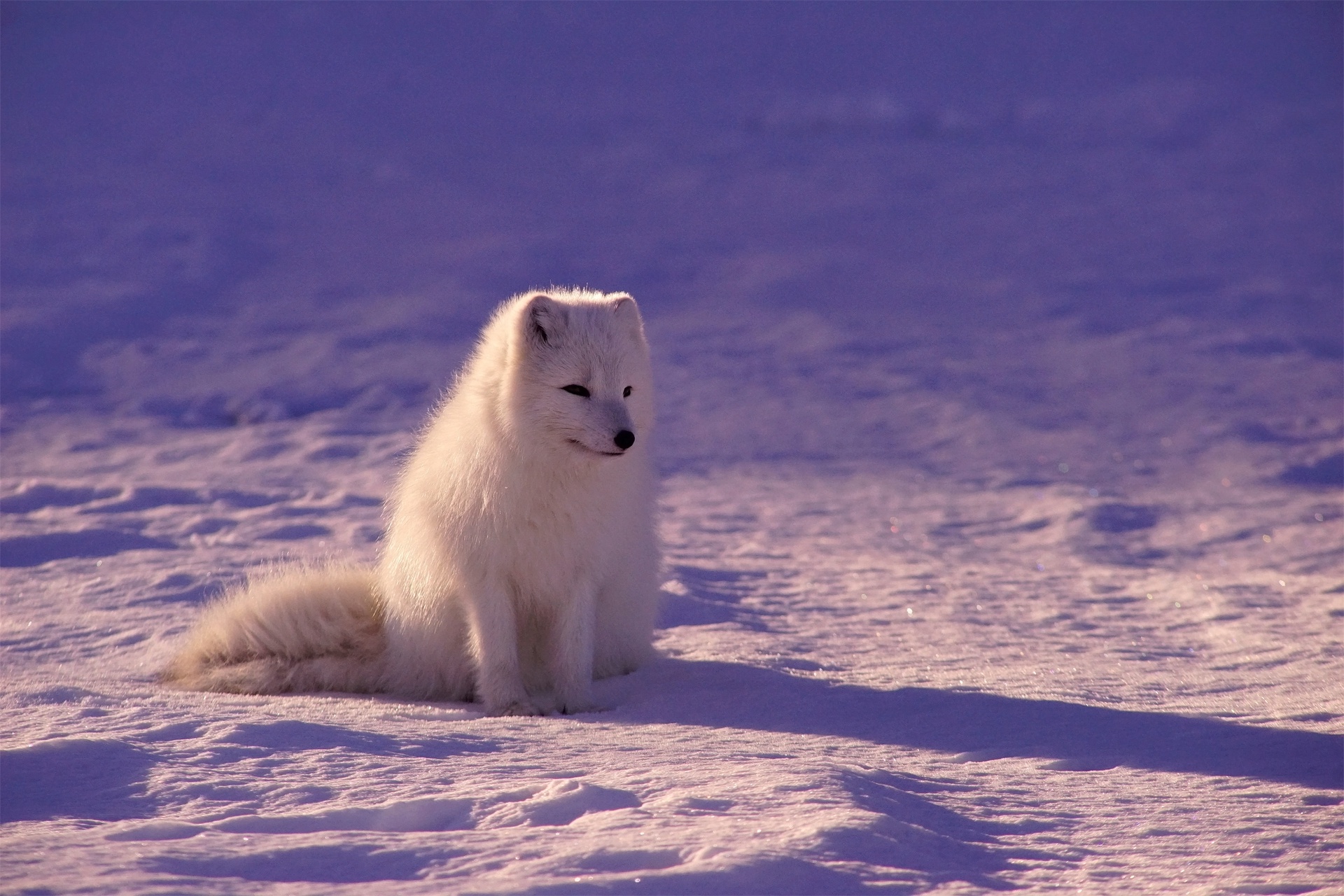 Arctic Fox Snow Wildlife 1920x1280