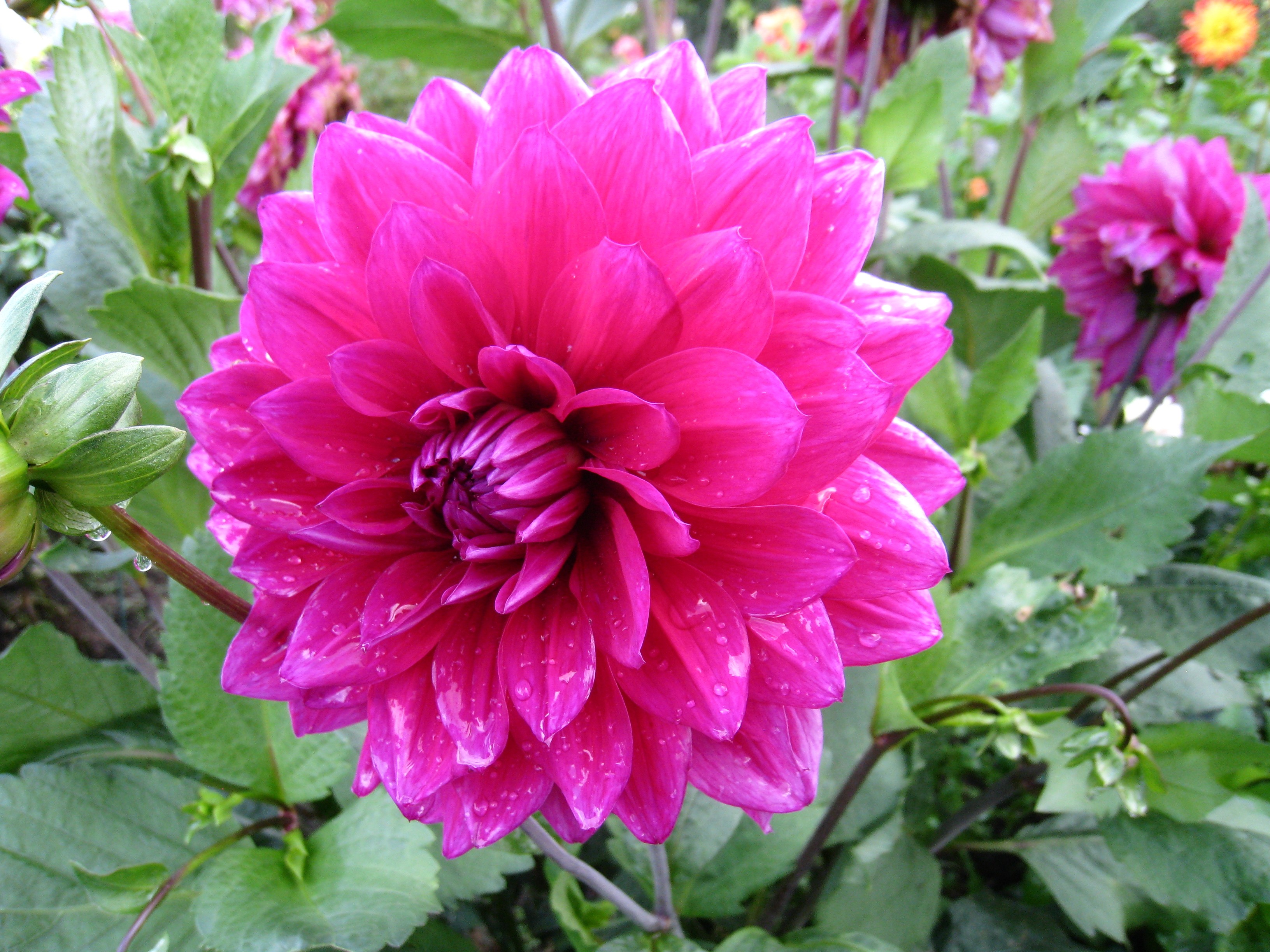 Dahlia Earth Flower Pink Flower 3264x2448