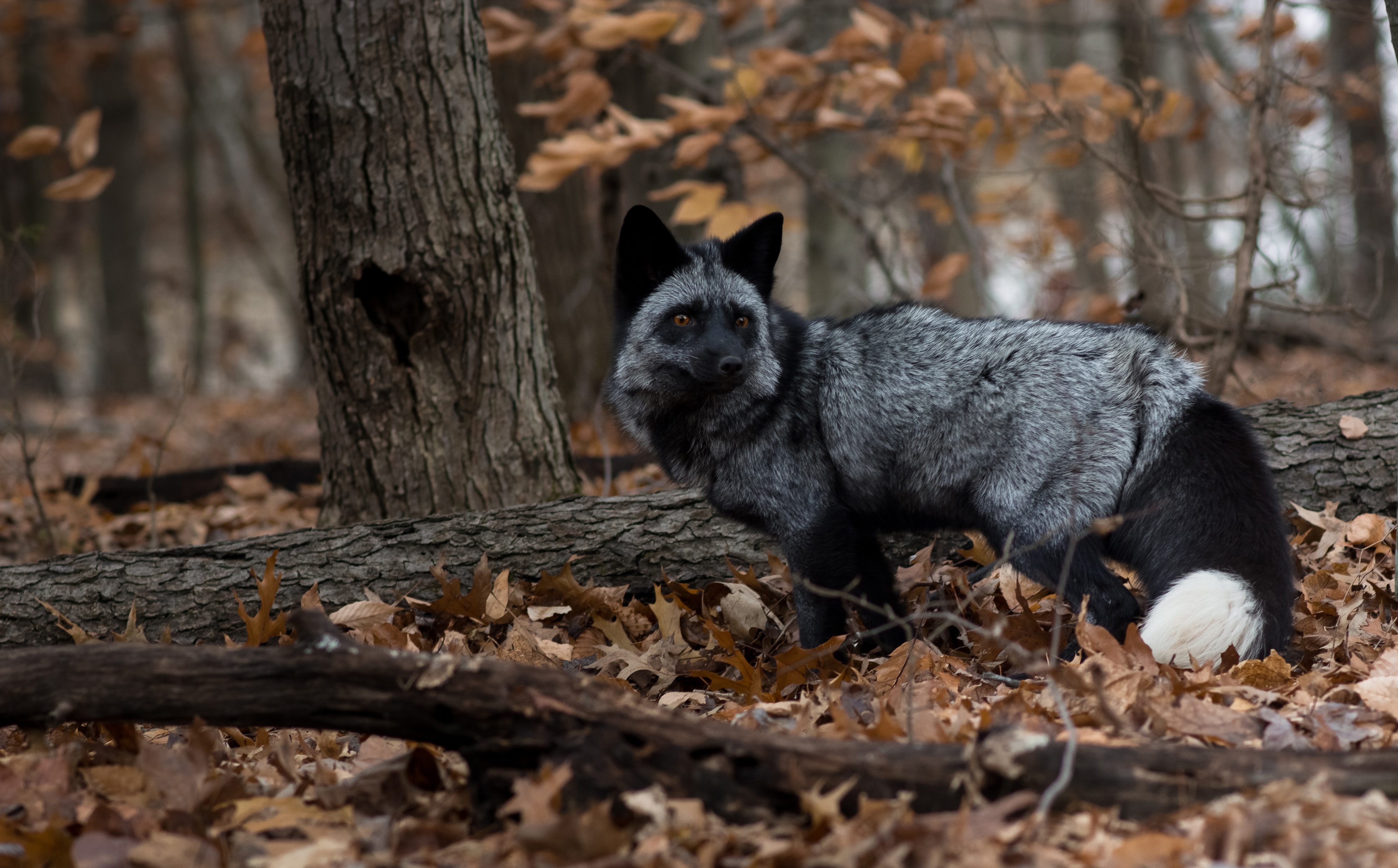 Fall Fox Silver Fox Animal Wildlife 4000x2483