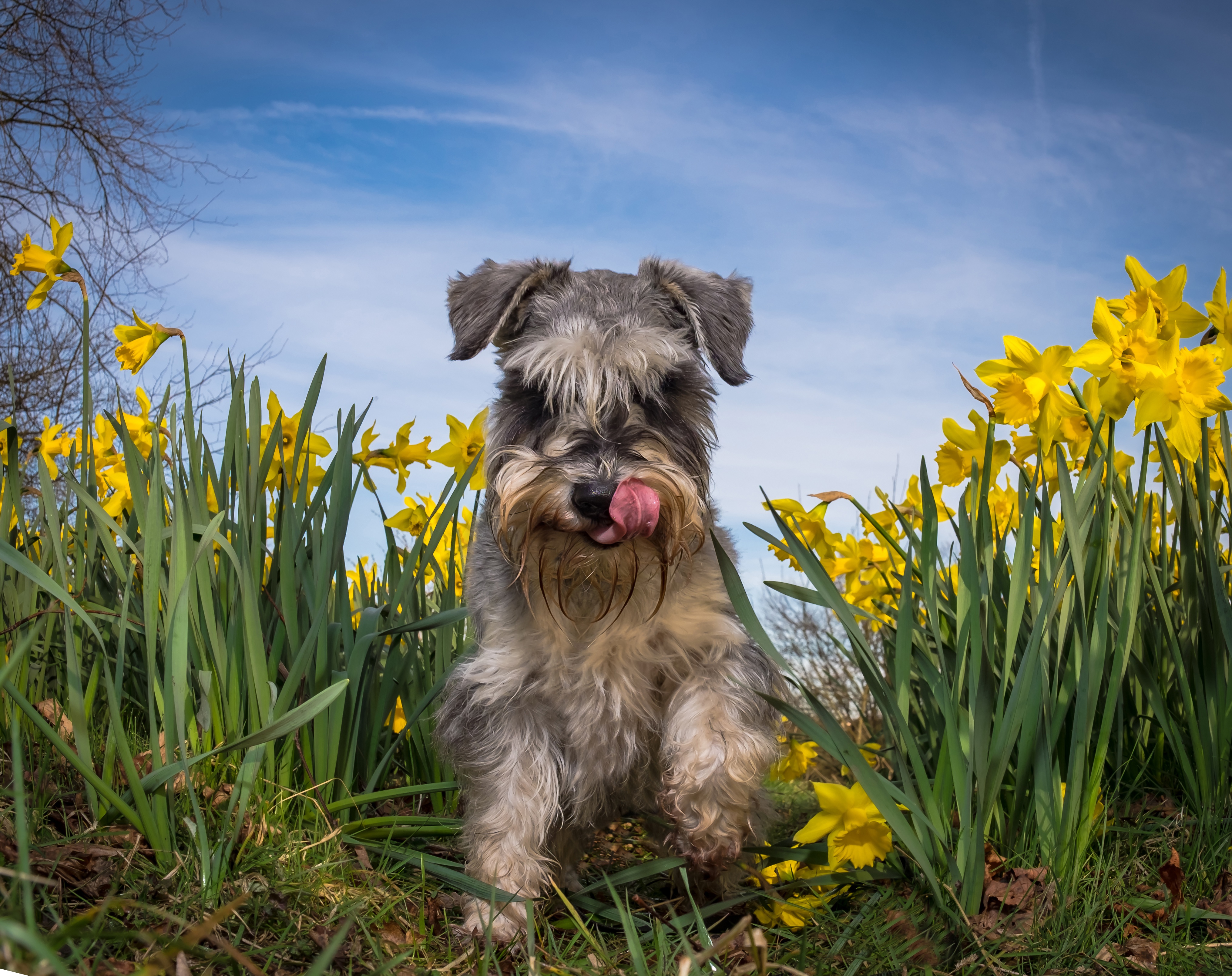 Daffodil Dog Pet Schnauzer Yellow Flower 4063x3218