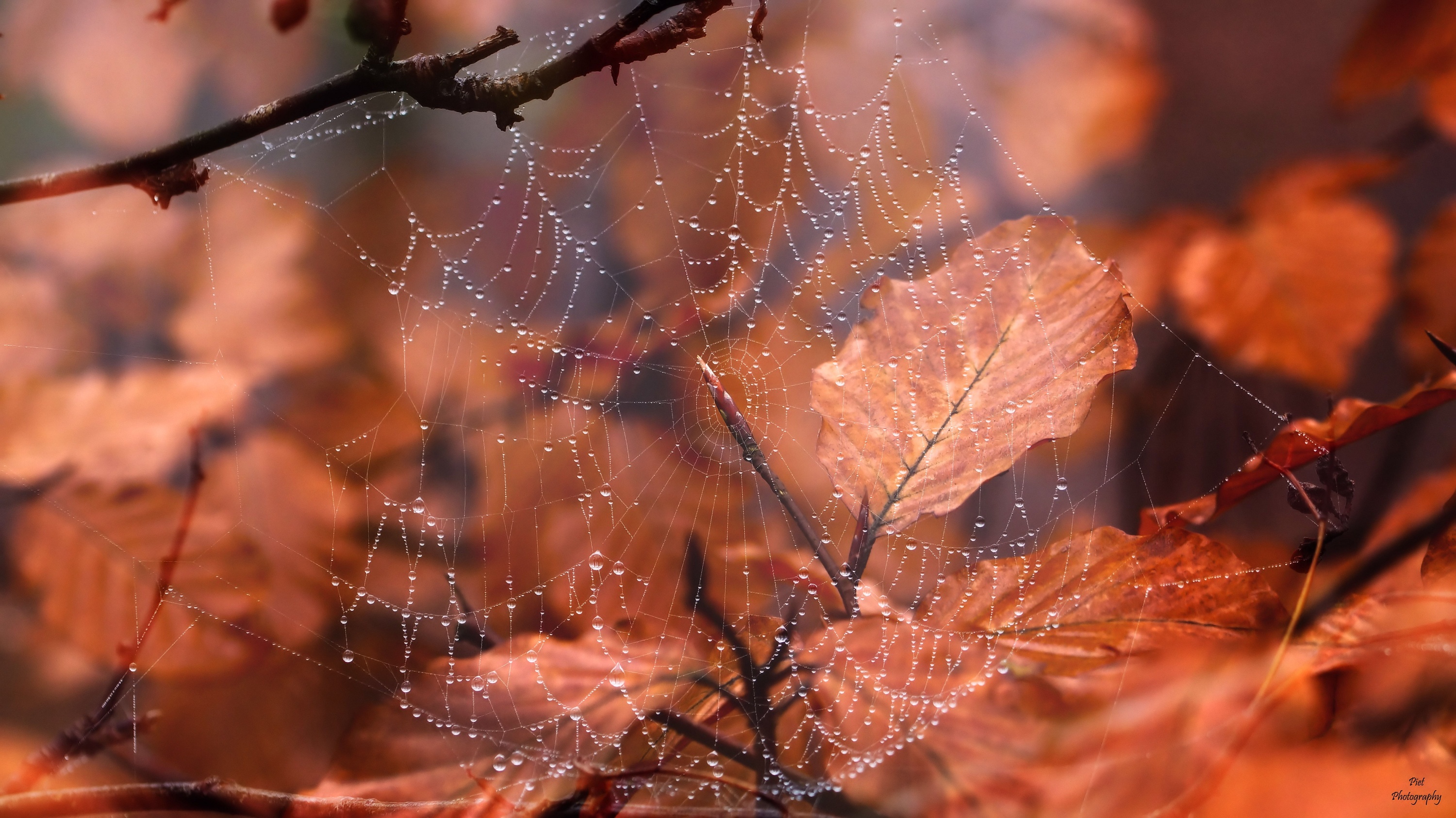 Fall Leaf Macro Spider Web 3000x1685