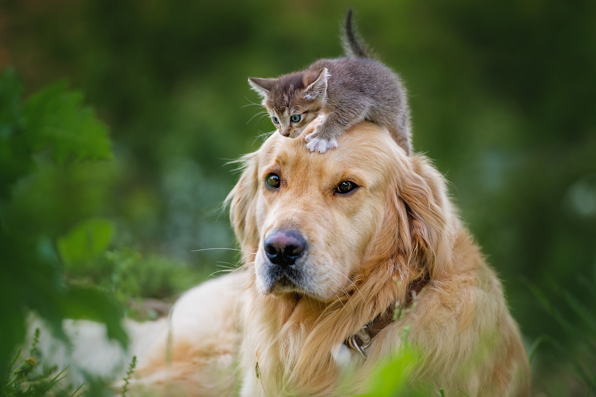 Baby Animal Cat Dog Kitten Labrador Retriever Pet 2048x1365