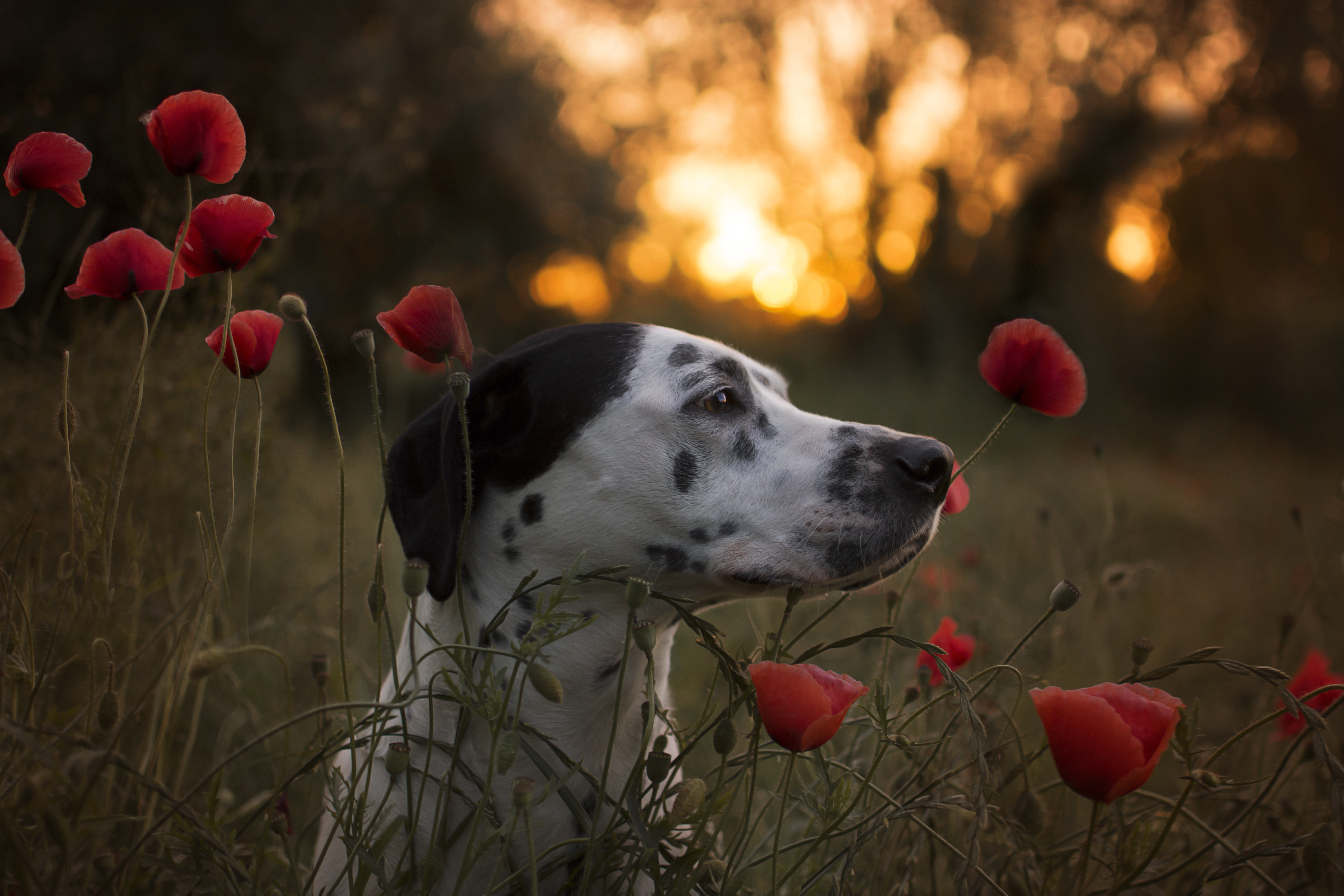Bokeh Dalmatian Dog Flower Muzzle Pet Poppy Red Flower Summer Sunset 6000x4000