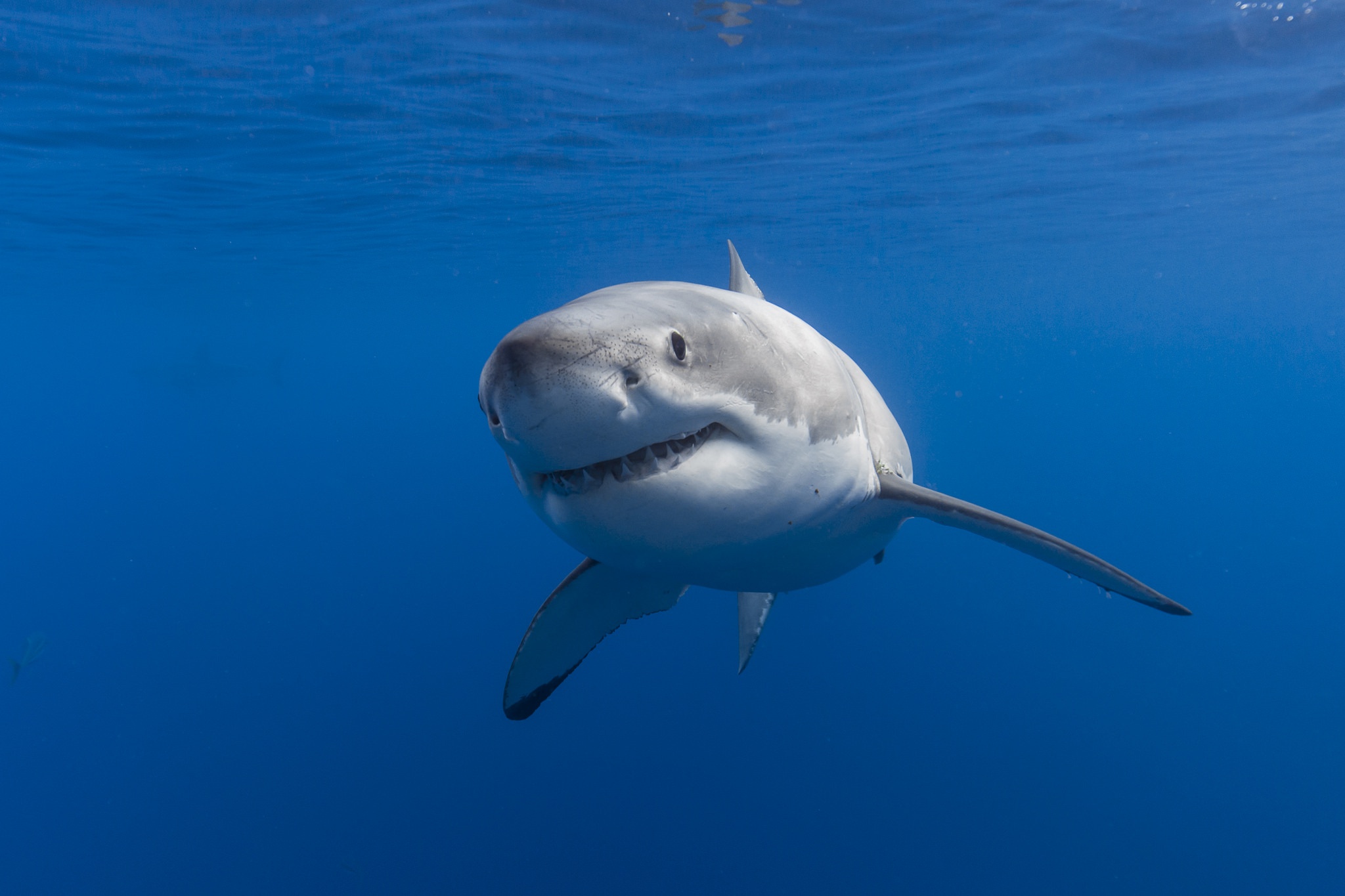 Sea Life Shark Underwater Predator Animal 2048x1365