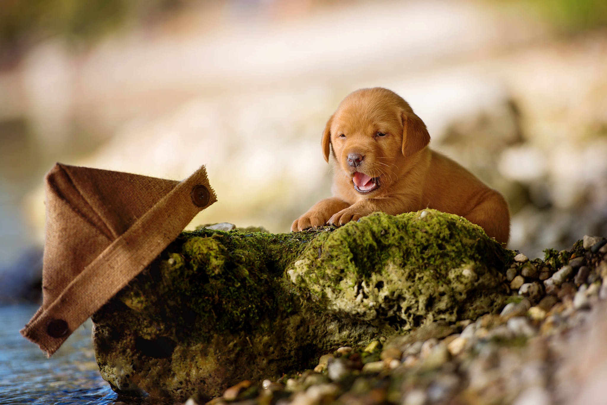 Baby Animal Blur Dog Labrador Retriever Pet Puppy 2048x1365