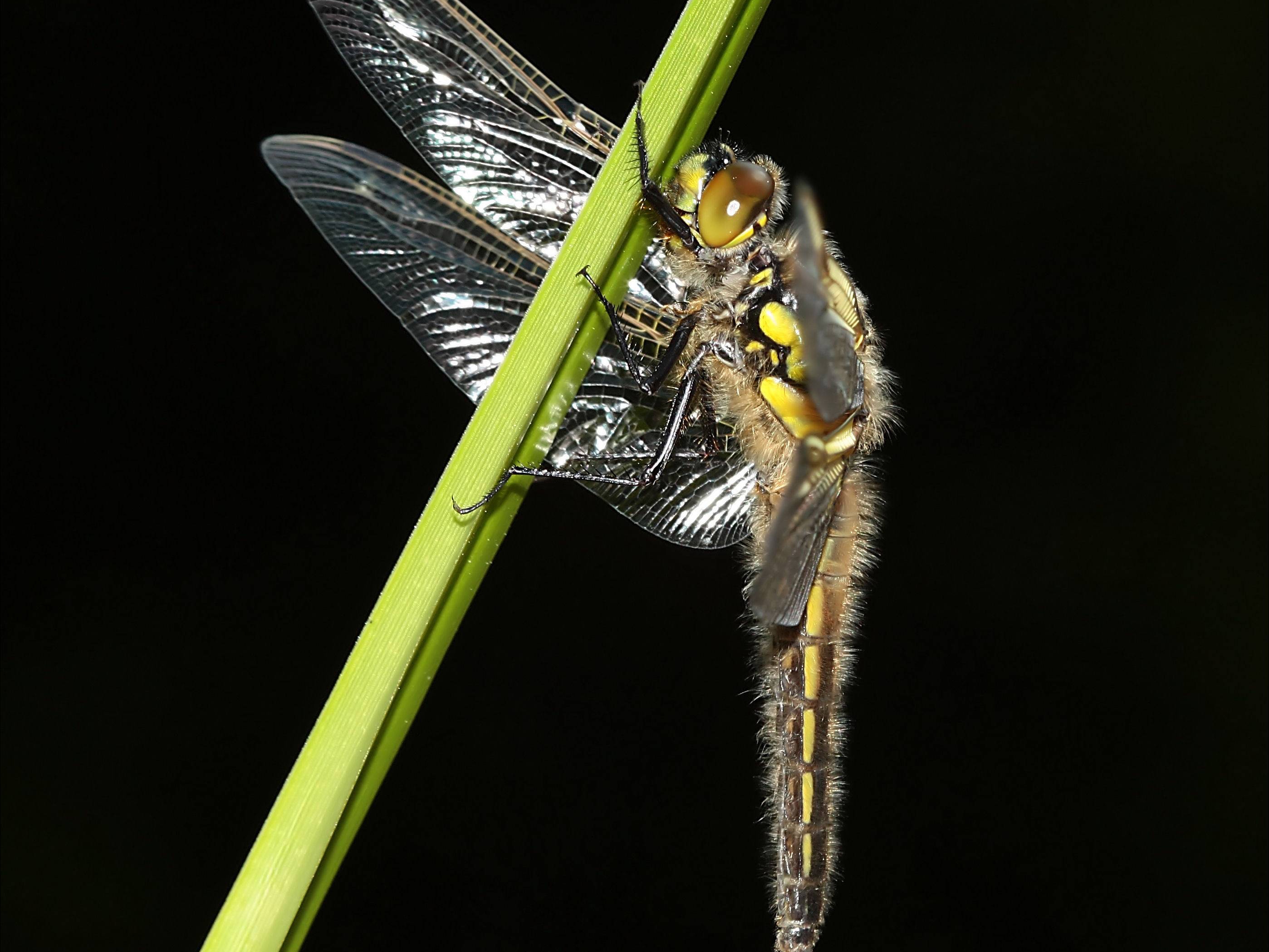 Animal Dragonfly 2797x2098
