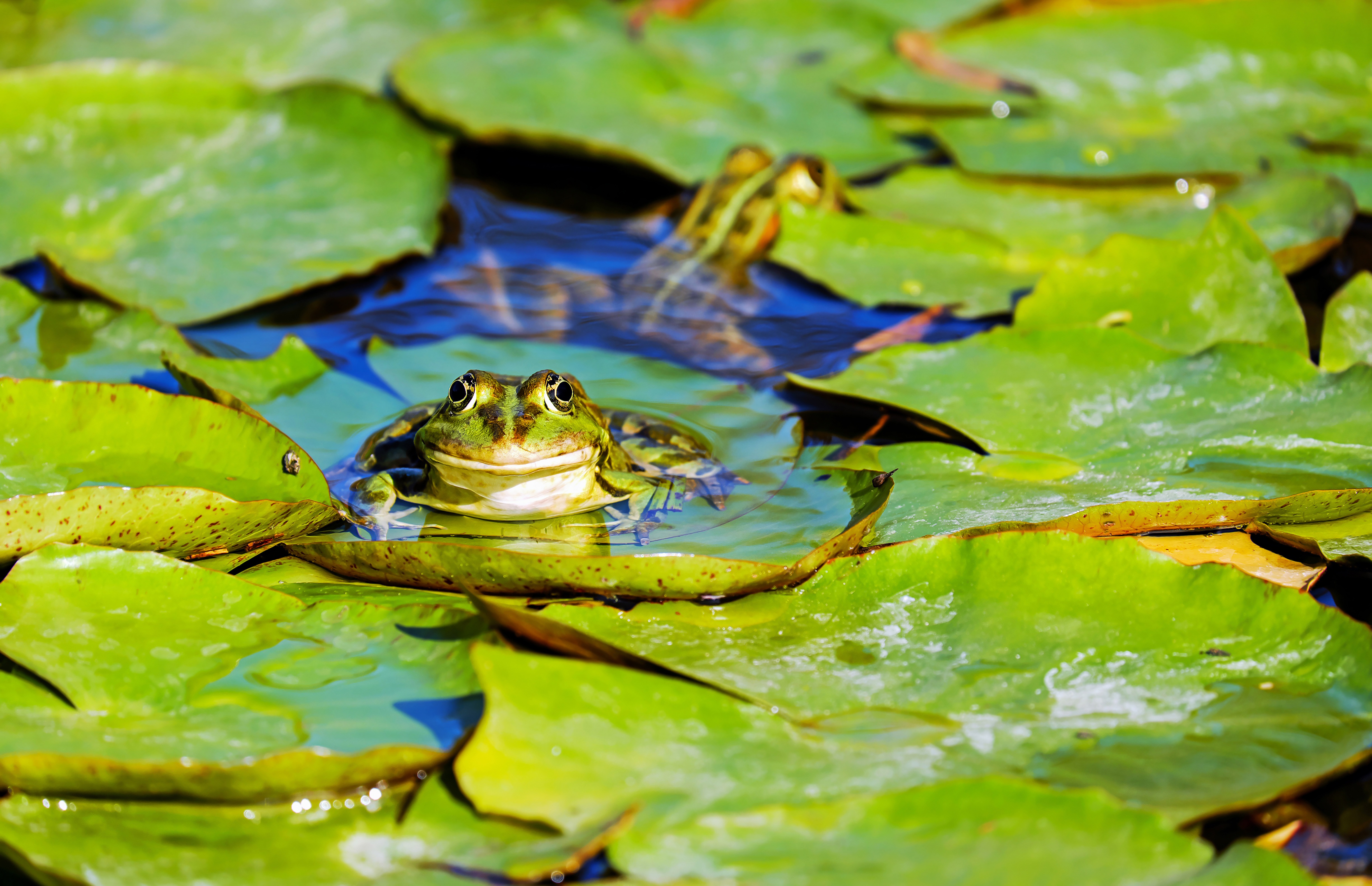 Amphibian Frog Lily Pad 4896x3163