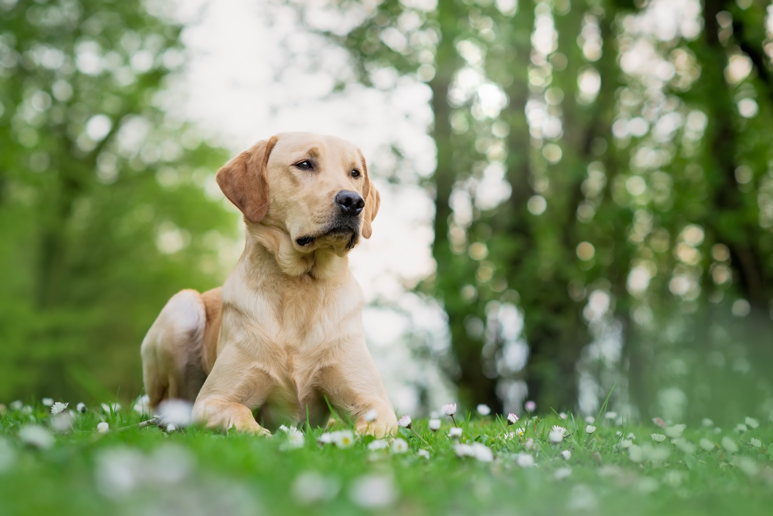 Bokeh Depth Of Field Dog Labrador Retriever Pet 2560x1708