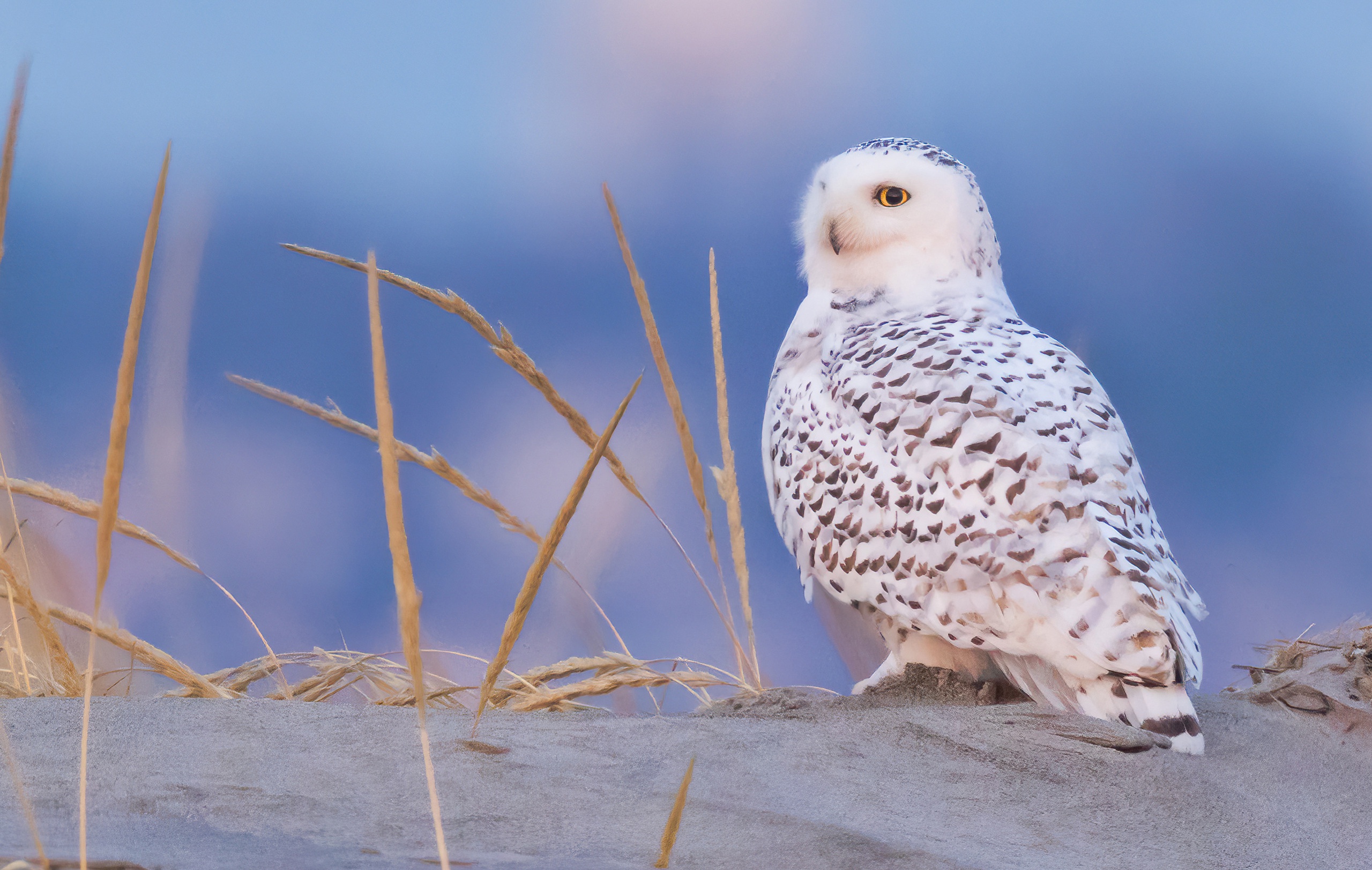 Bird Owl Snowy Owl Wildlife 2560x1623