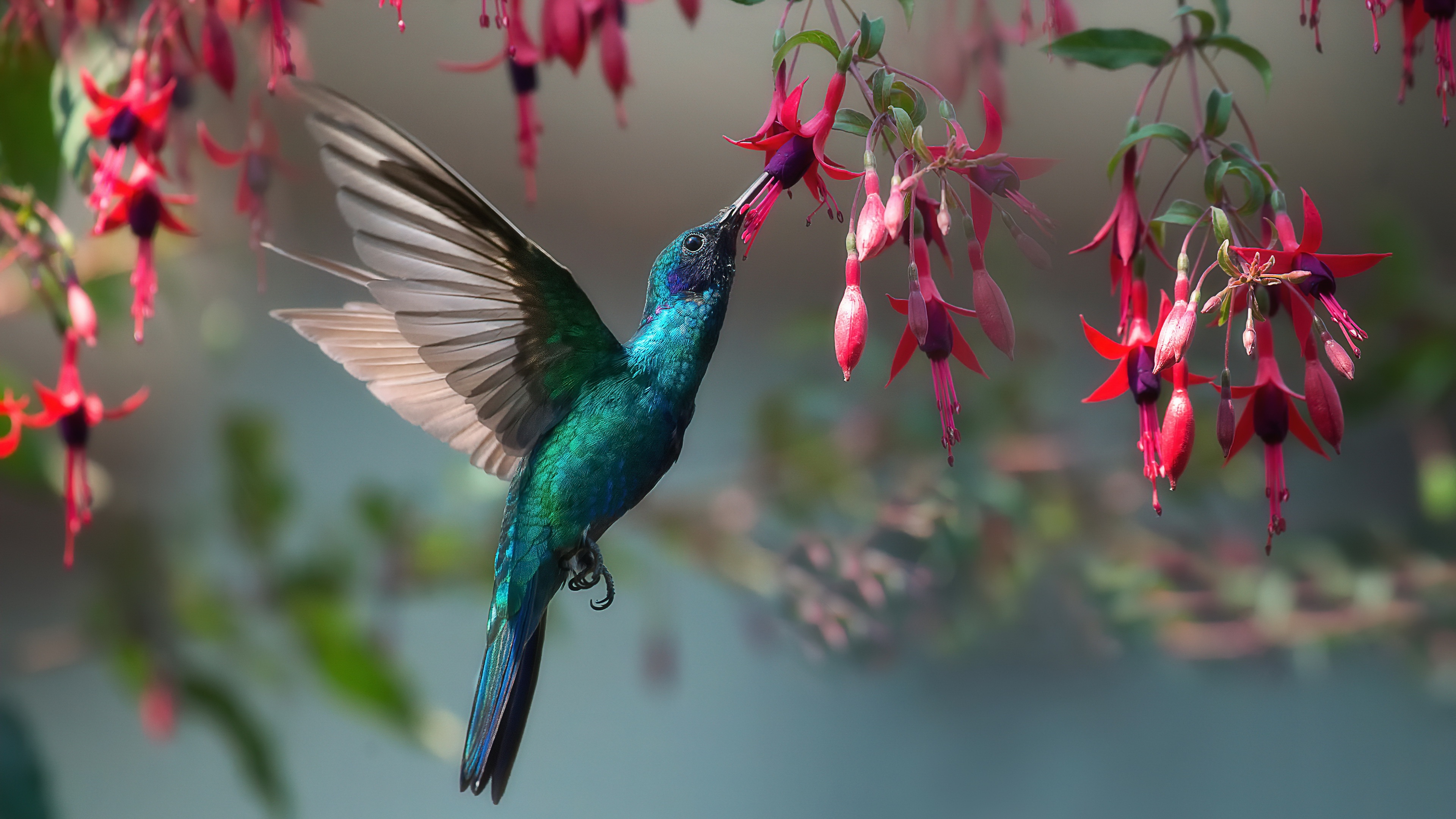 Bird Flower Fuchsia Hummingbird Wildlife 3840x2160