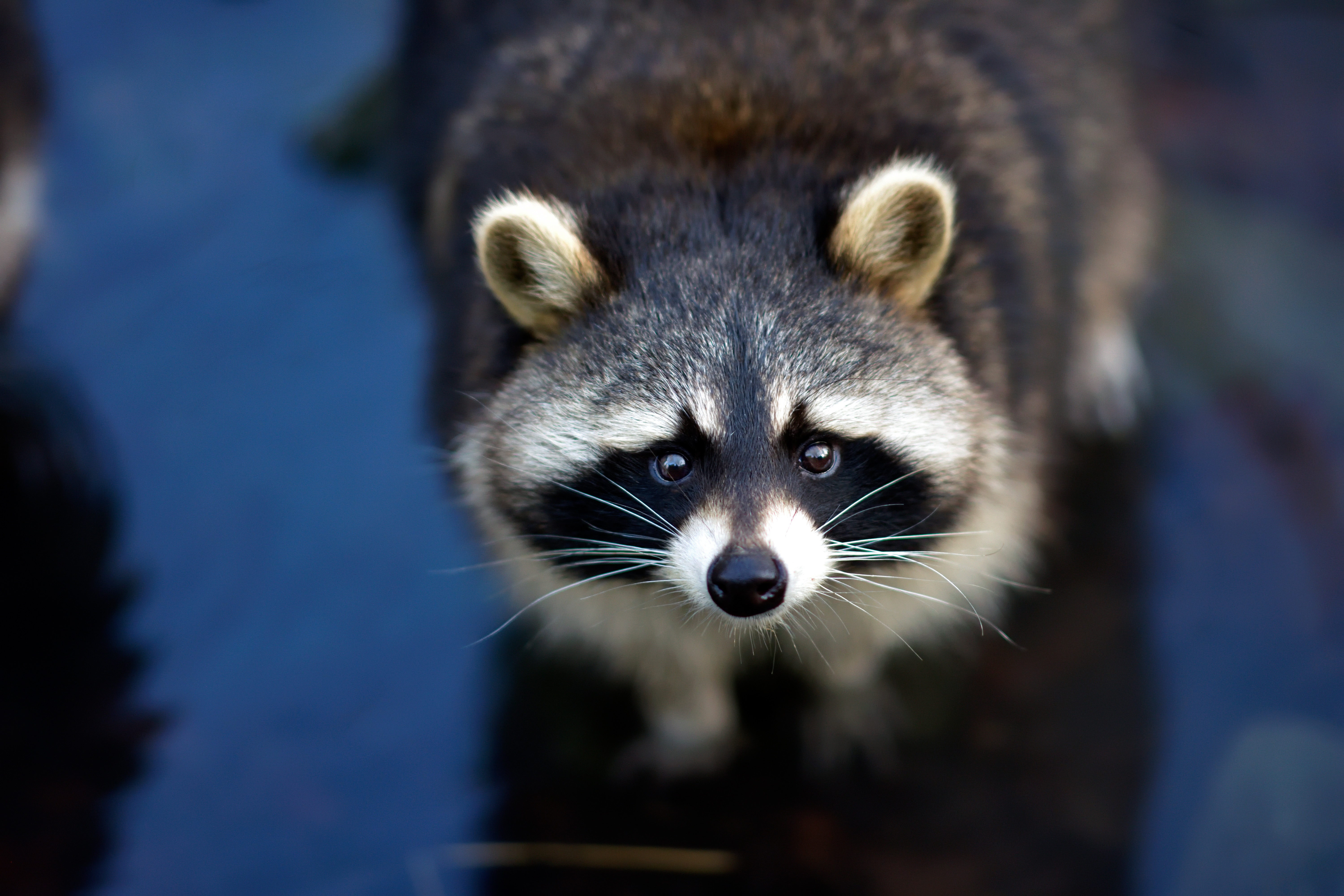 Raccoon Stare Wildlife 6000x4000