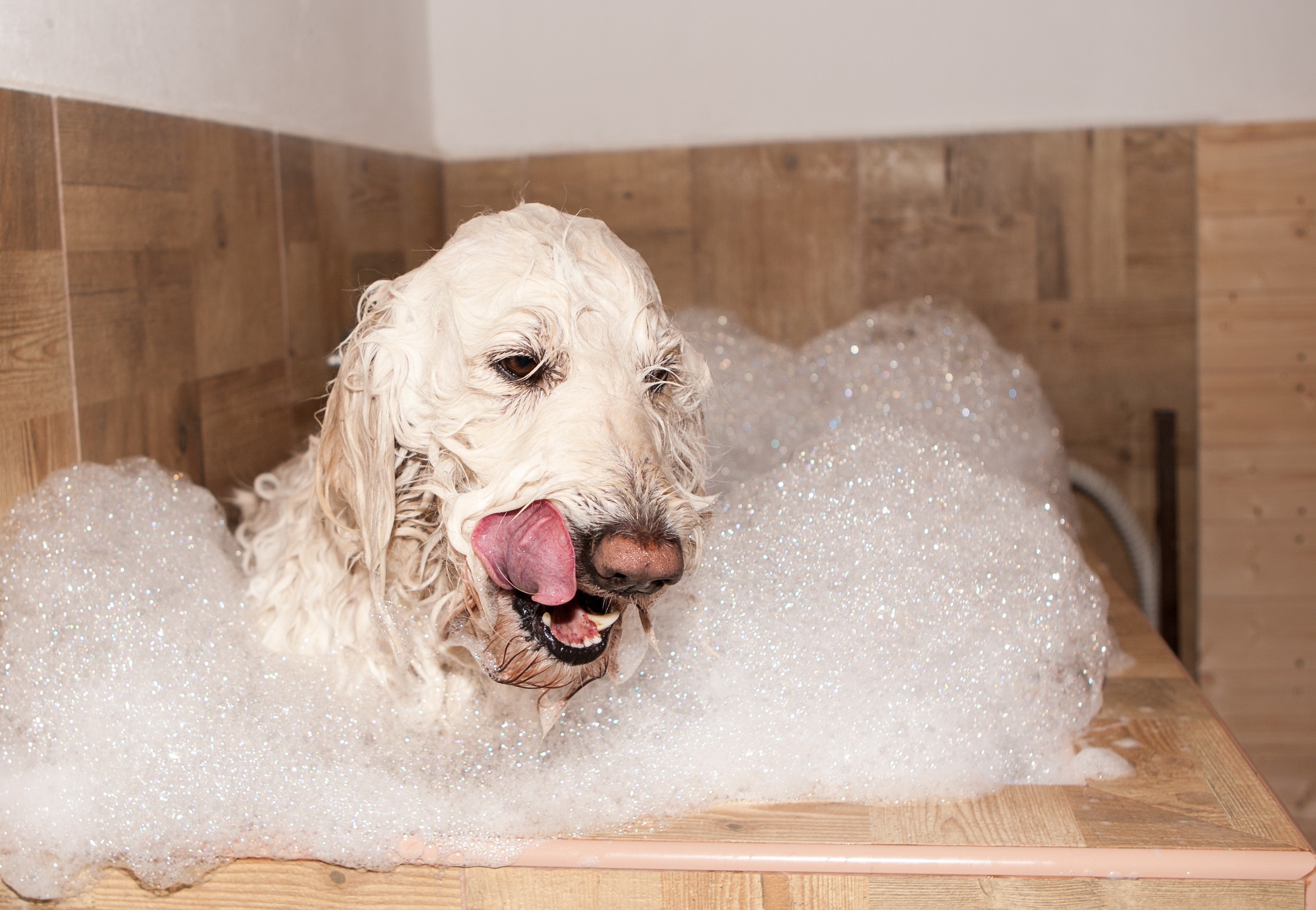 Bath Dog Foam Pet 2560x1770