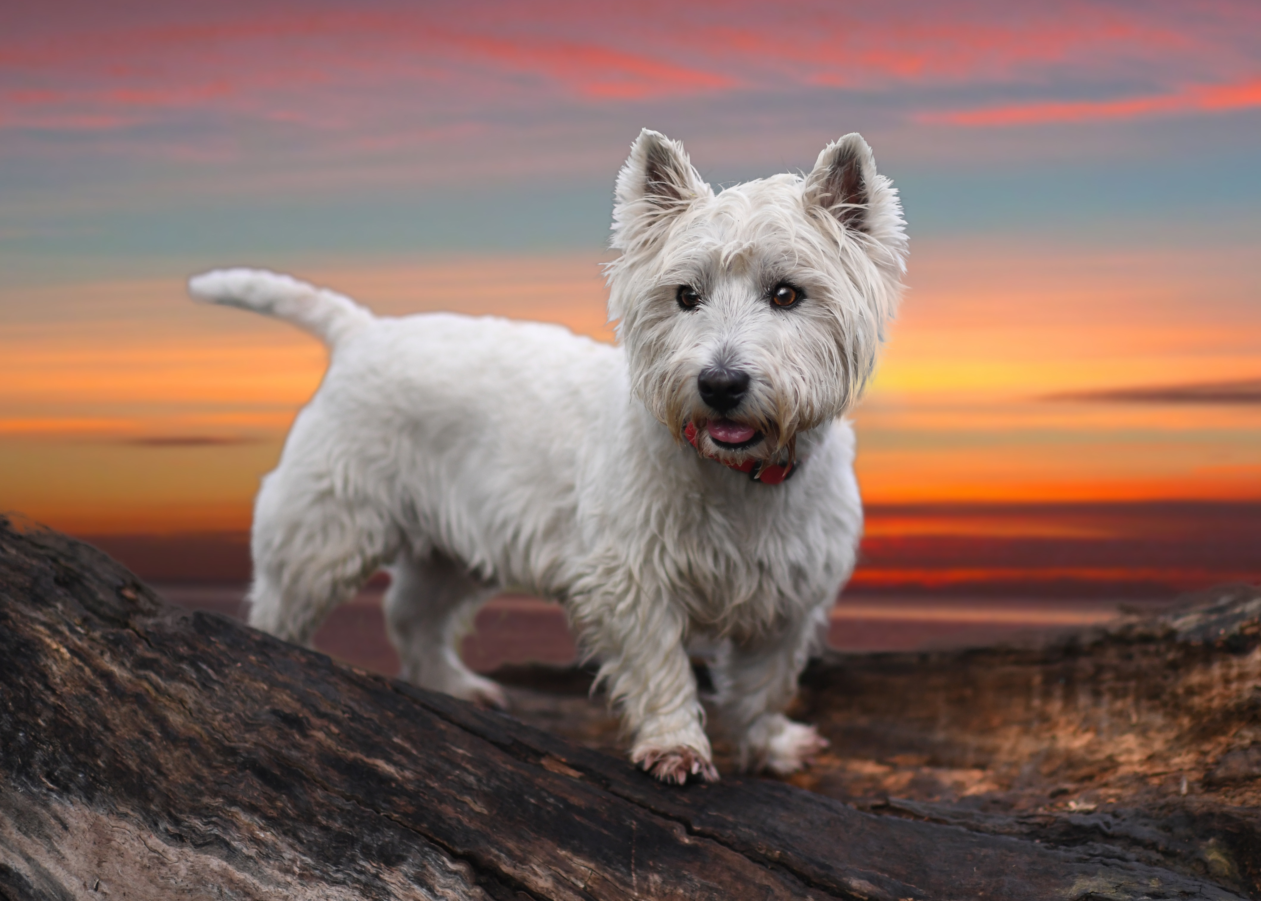 Dog Pet Terrier West Highland White Terrier 4236x3025