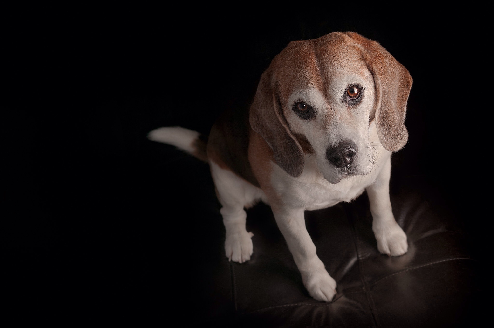 Baby Animal Beagle Dog Pet Puppy 2048x1360