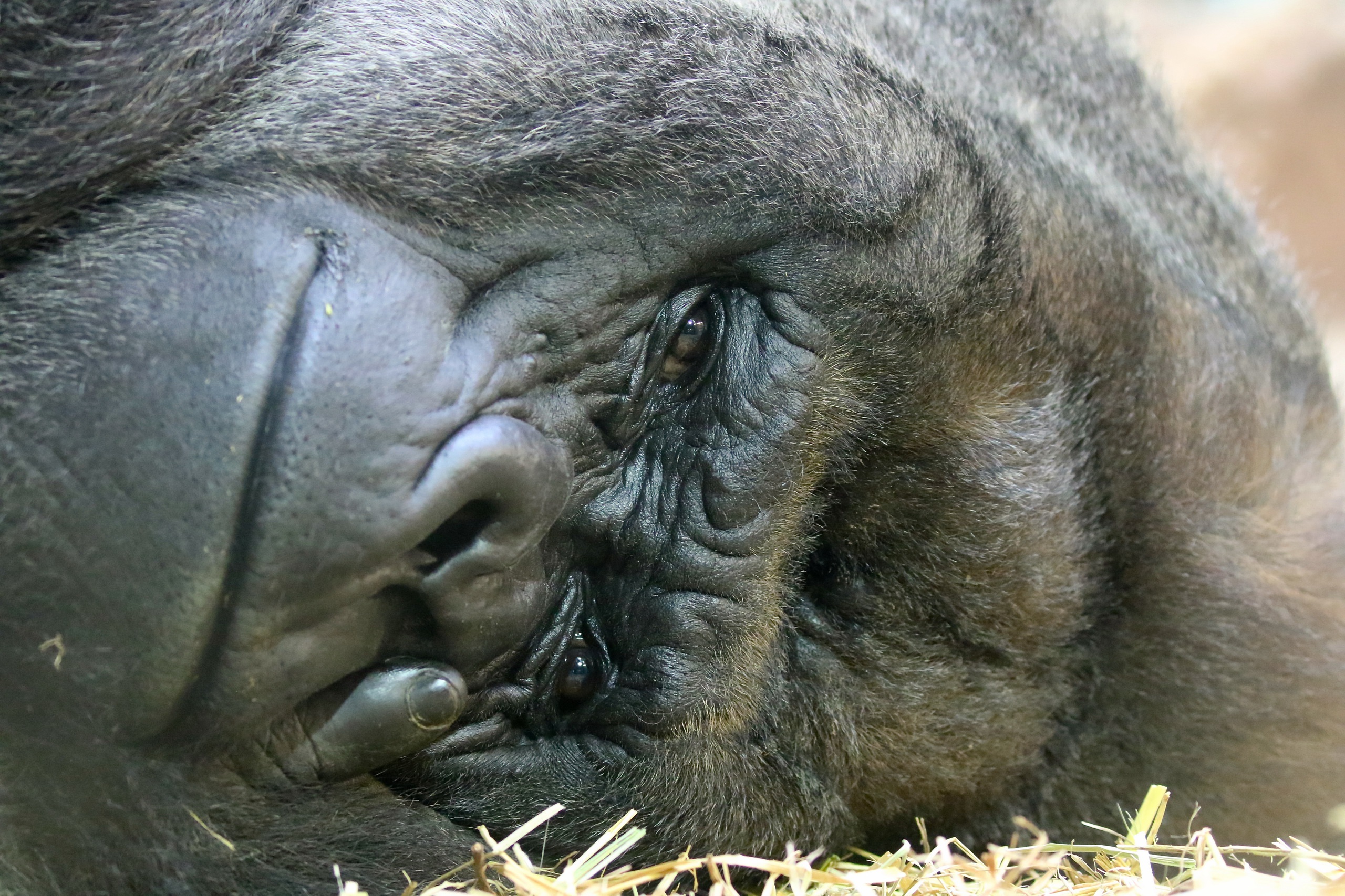 Close Up Face Gorilla Monkey Primate 2560x1707