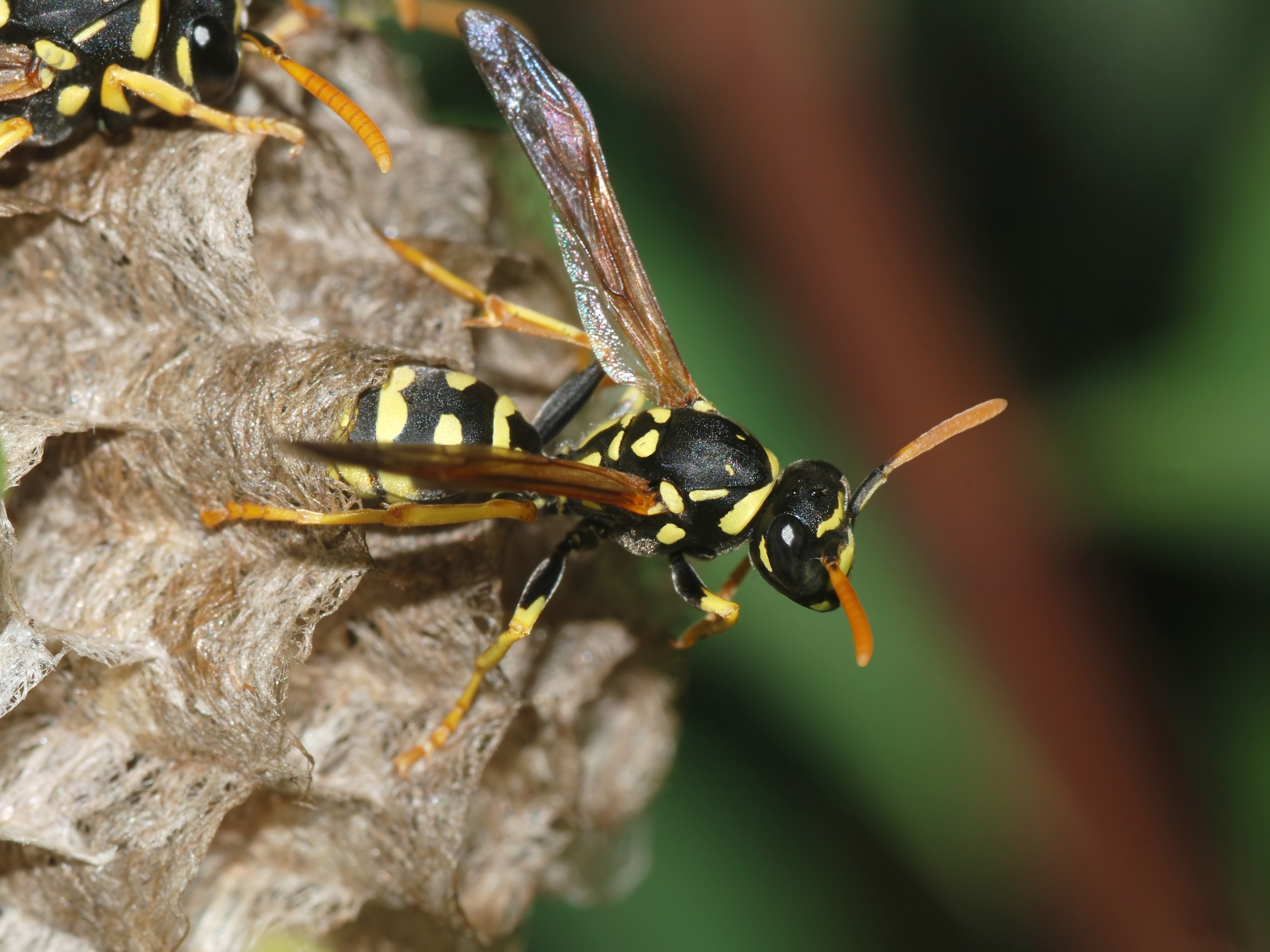 Animal Nest Paper Wasp Wasp 3140x2354