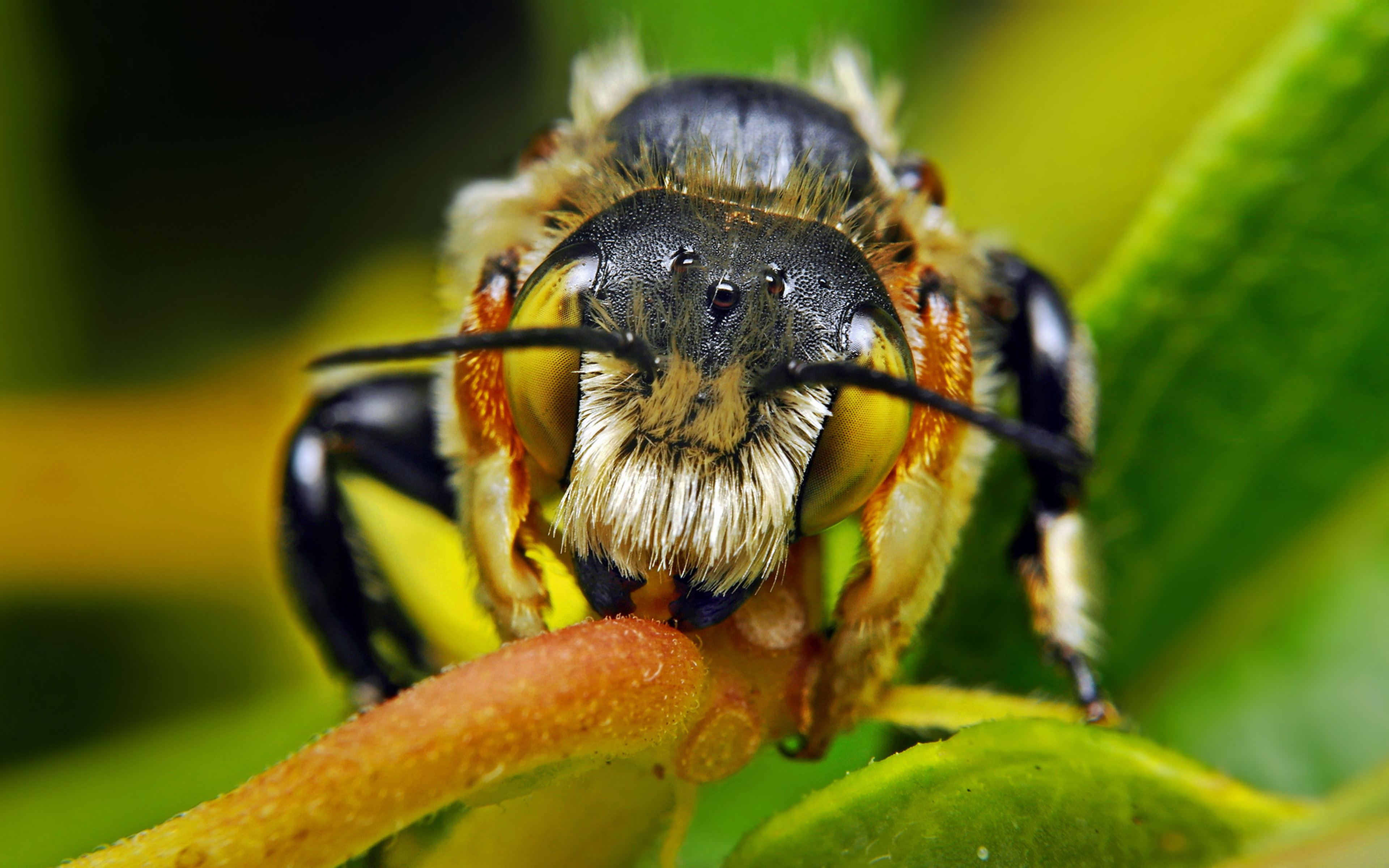 Bee Insect Macro 3840x2400