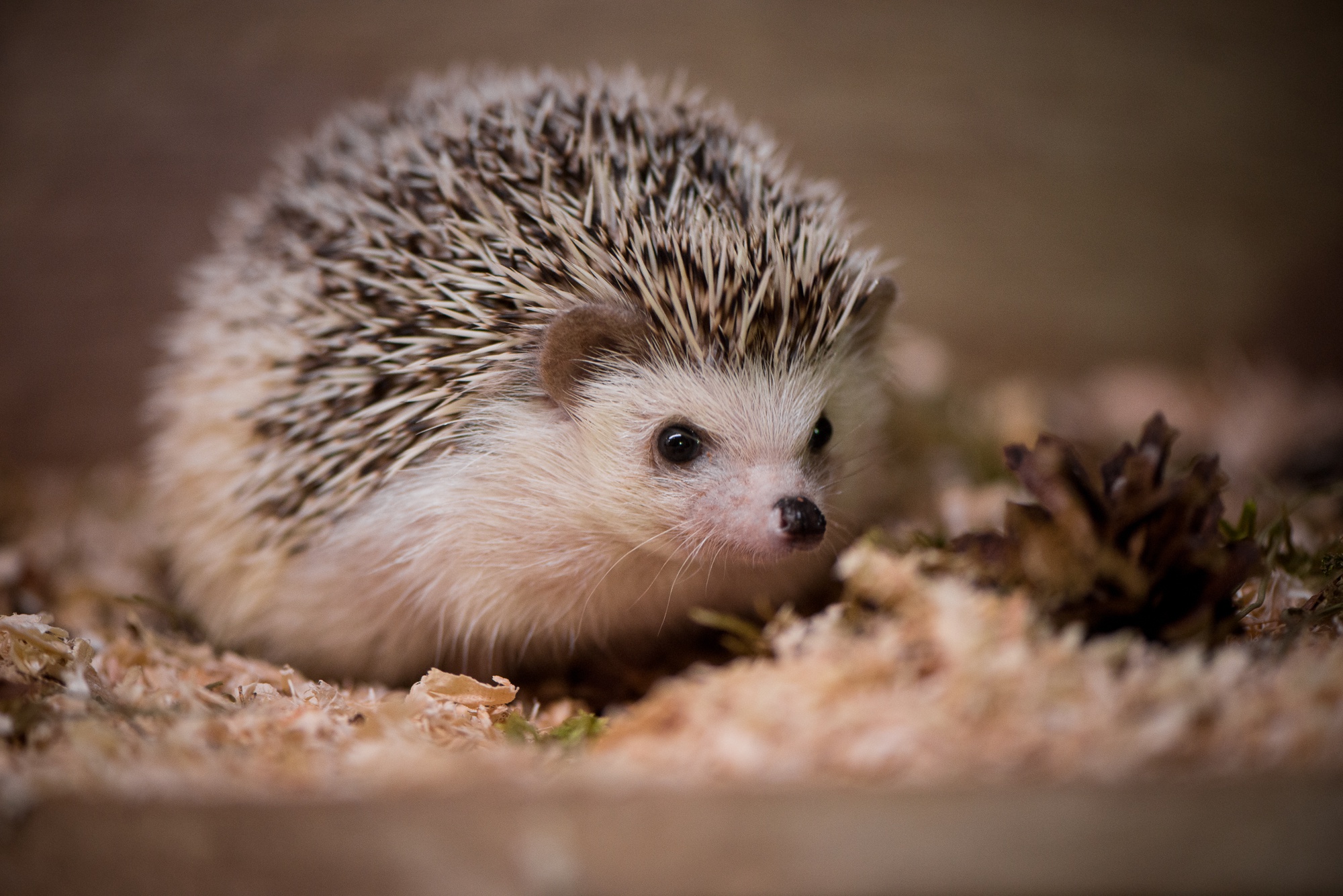 Baby Animal Hedgehog Wildlife 2000x1335