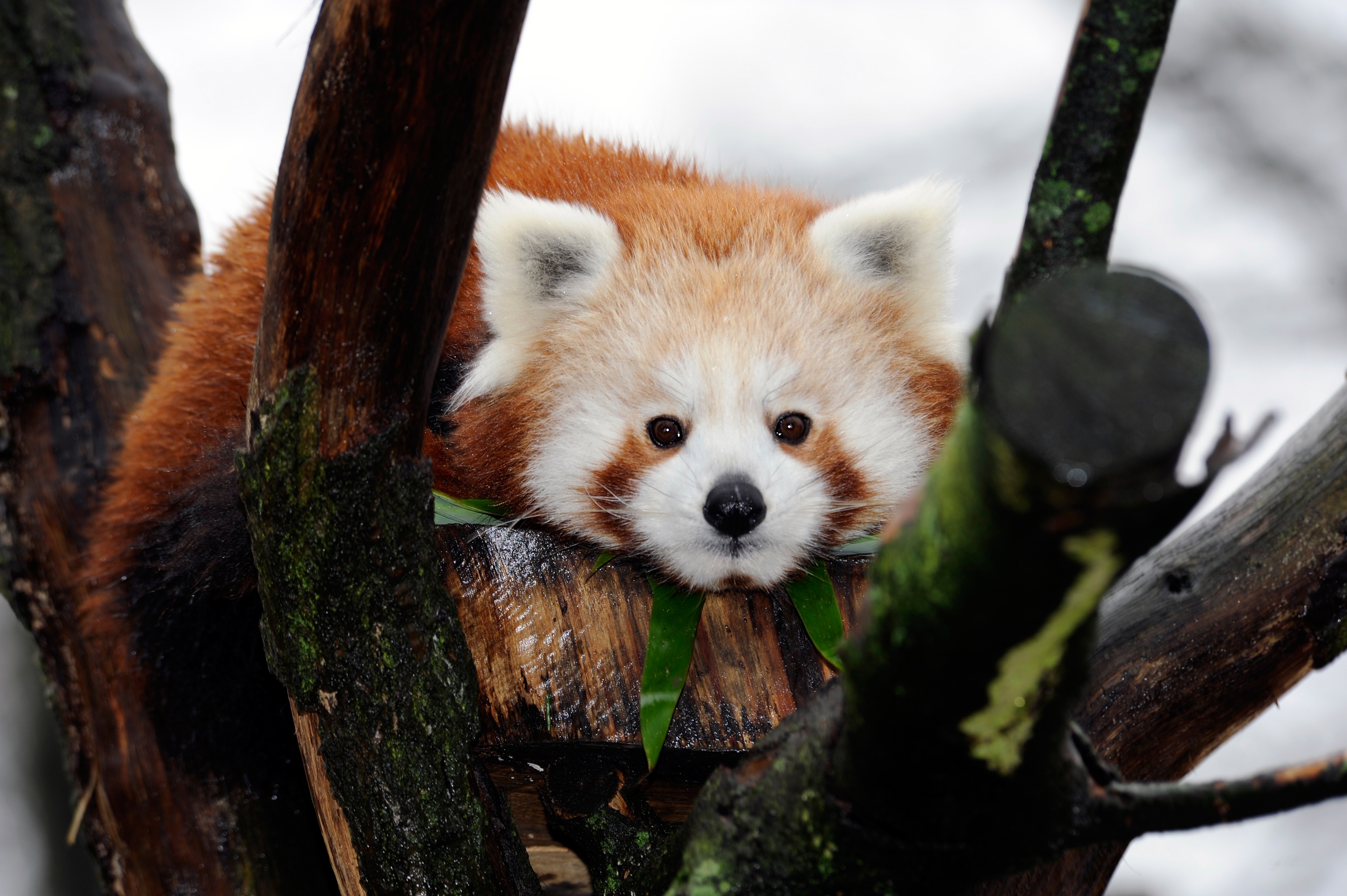 Red Panda Wildlife 3840x2555