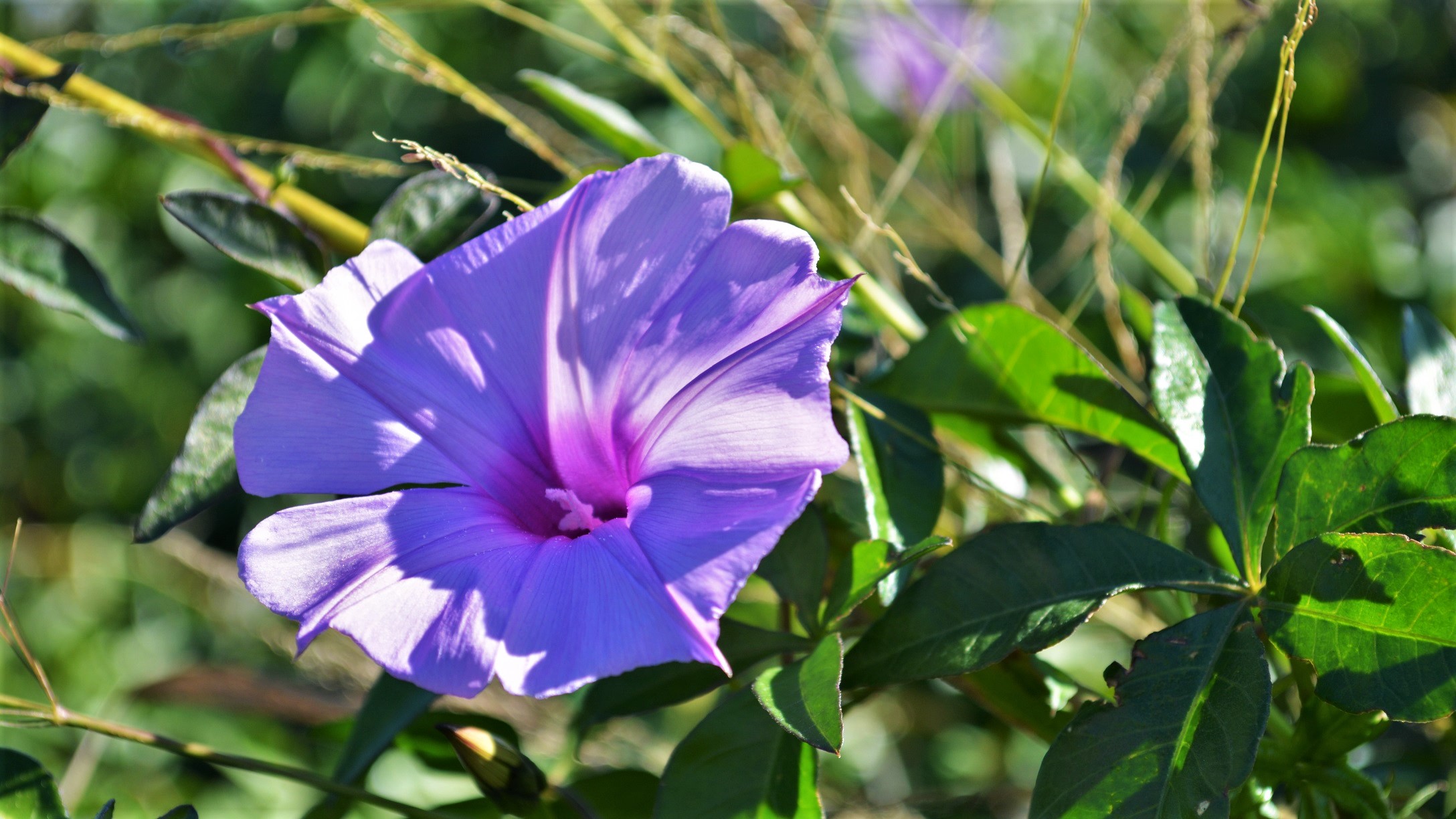 Flower Nature Purple Flower Wildflower 2176x1224