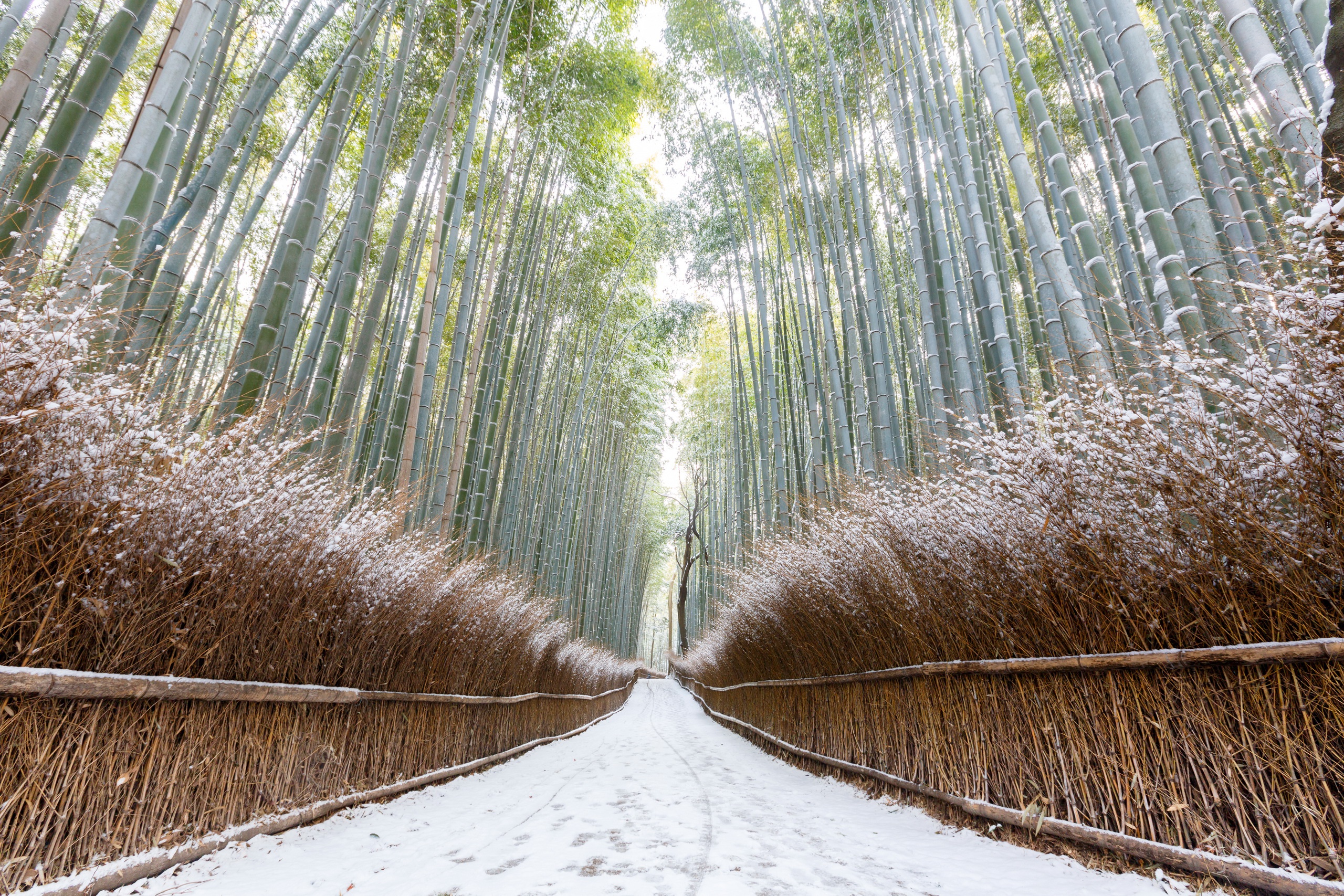 Bamboo Nature Path Winter 2560x1707