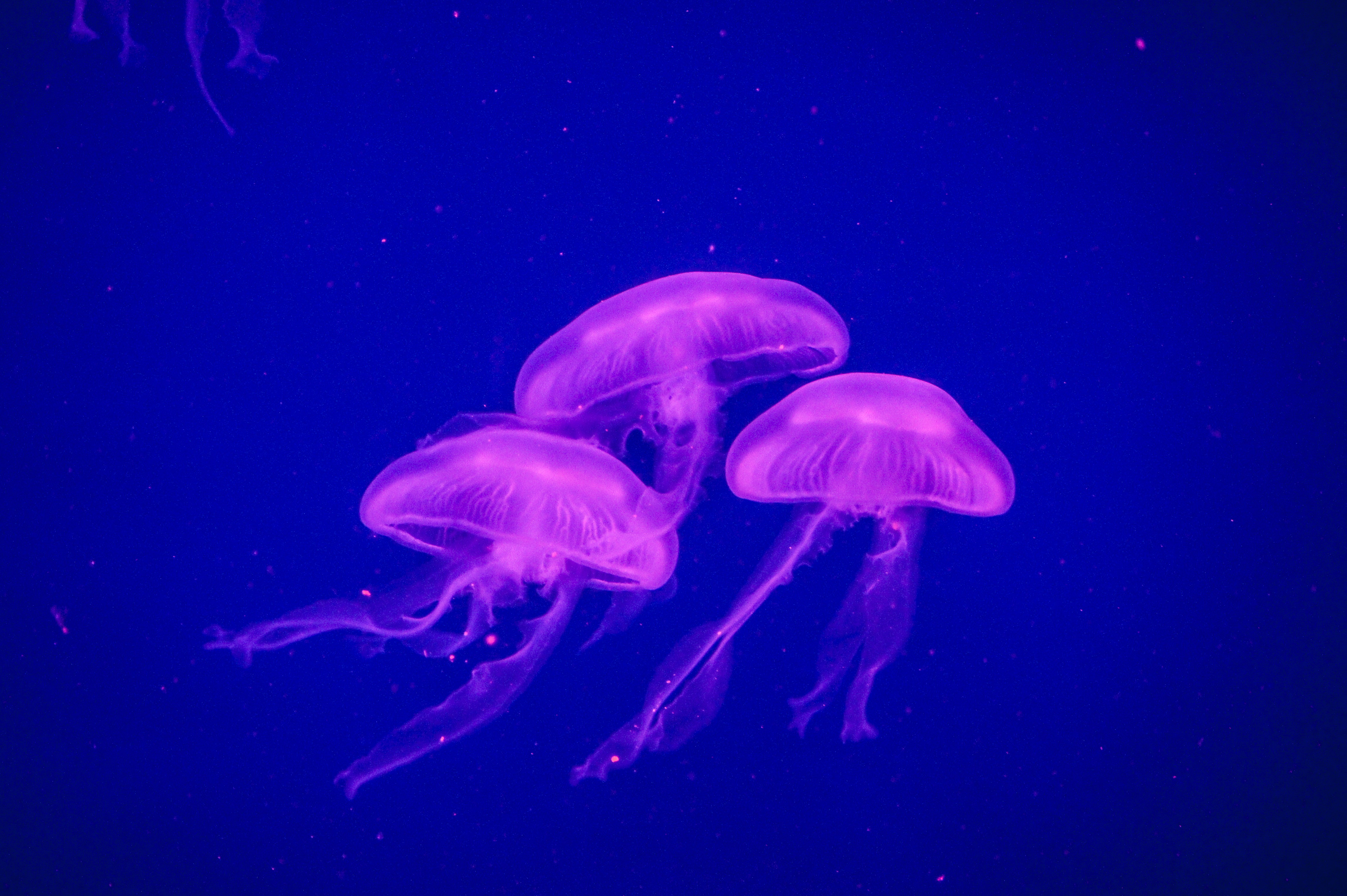 Blue Jellyfish Purple Sea Life Underwater 4592x3056