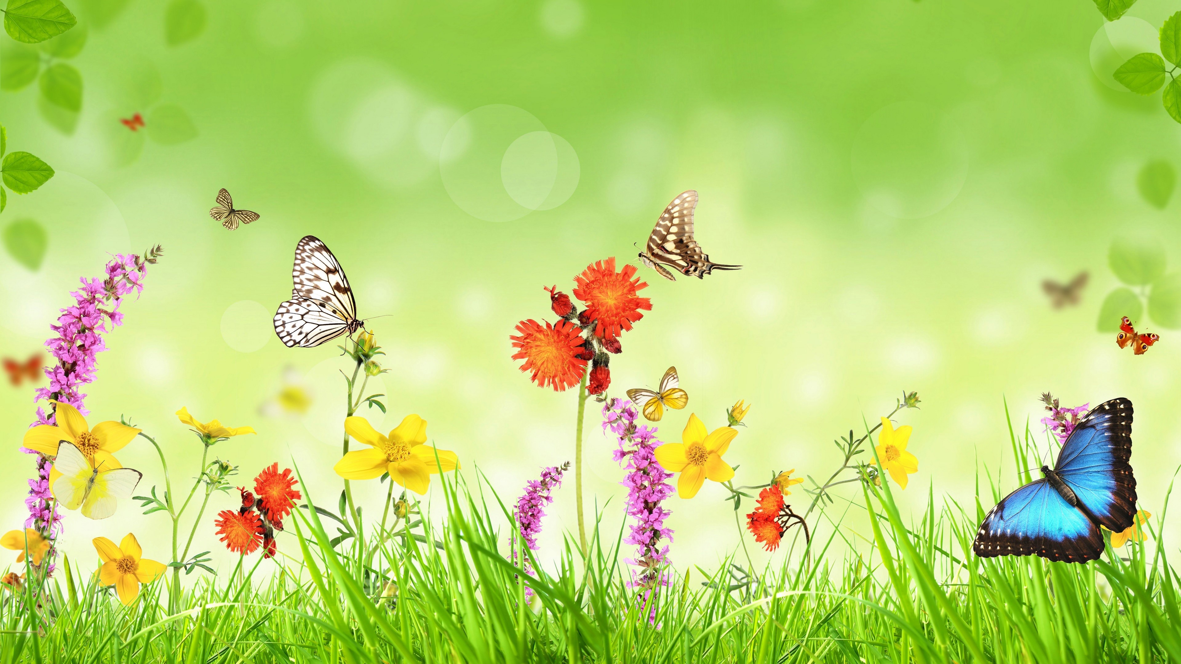 Artistic Butterfly Colorful Flower Grass Spring 3840x2160