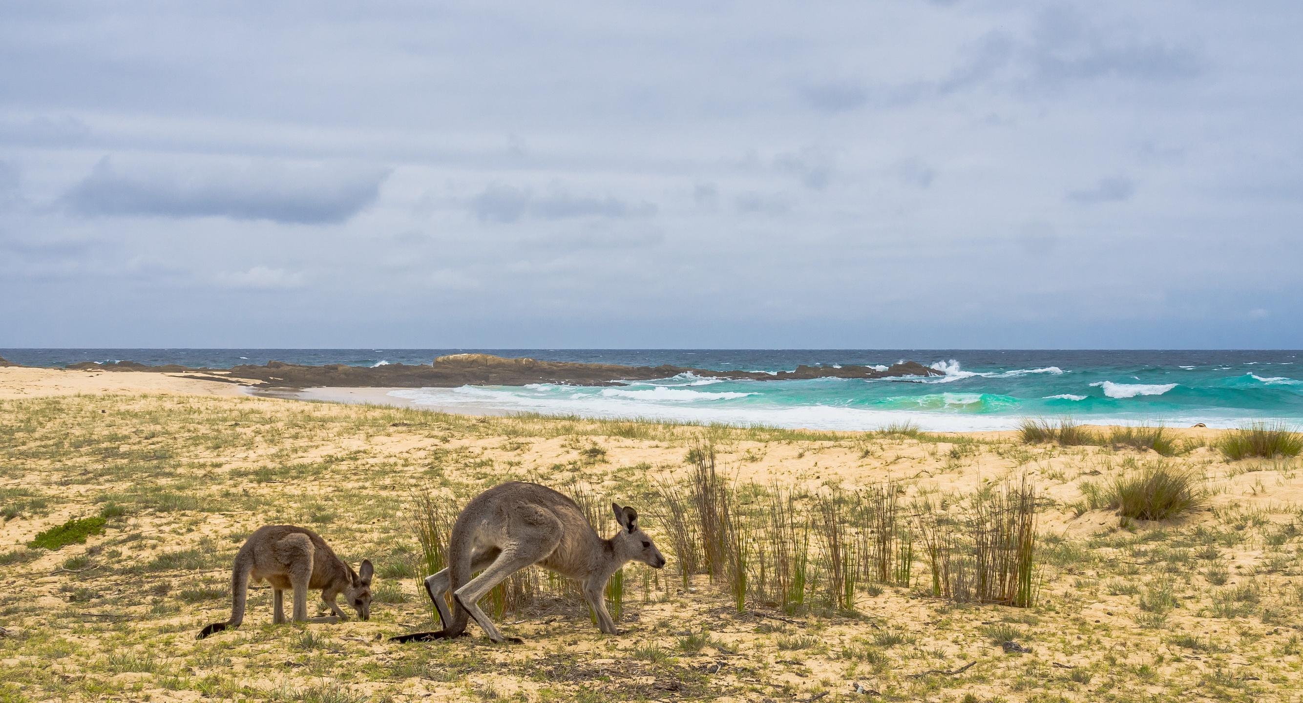 Australia Baby Animal Horizon Kangaroo Ocean Wildlife 2668x1440
